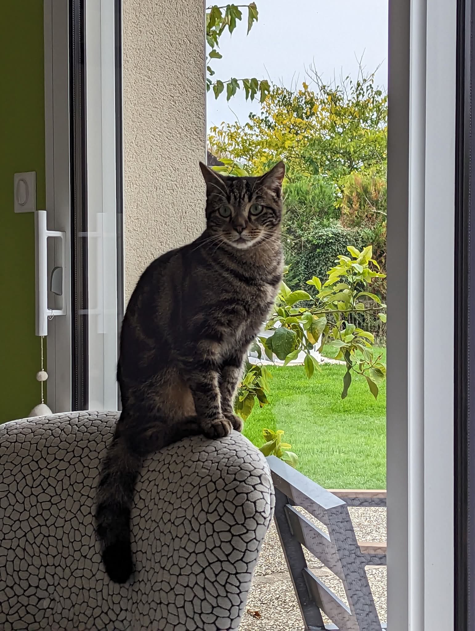 Chat perdu