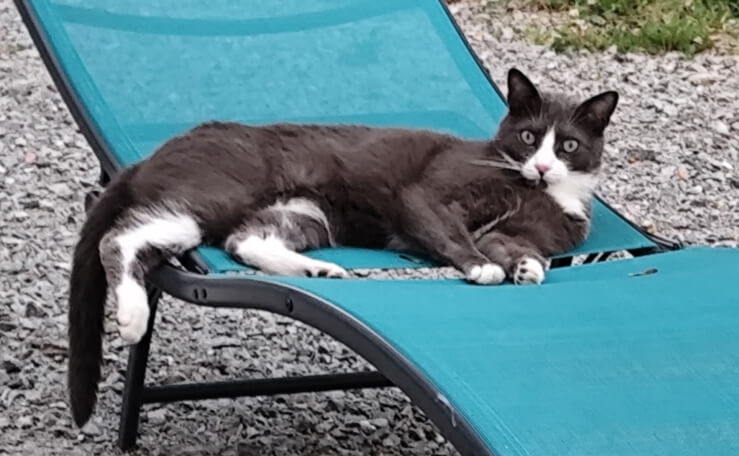 Chat perdu