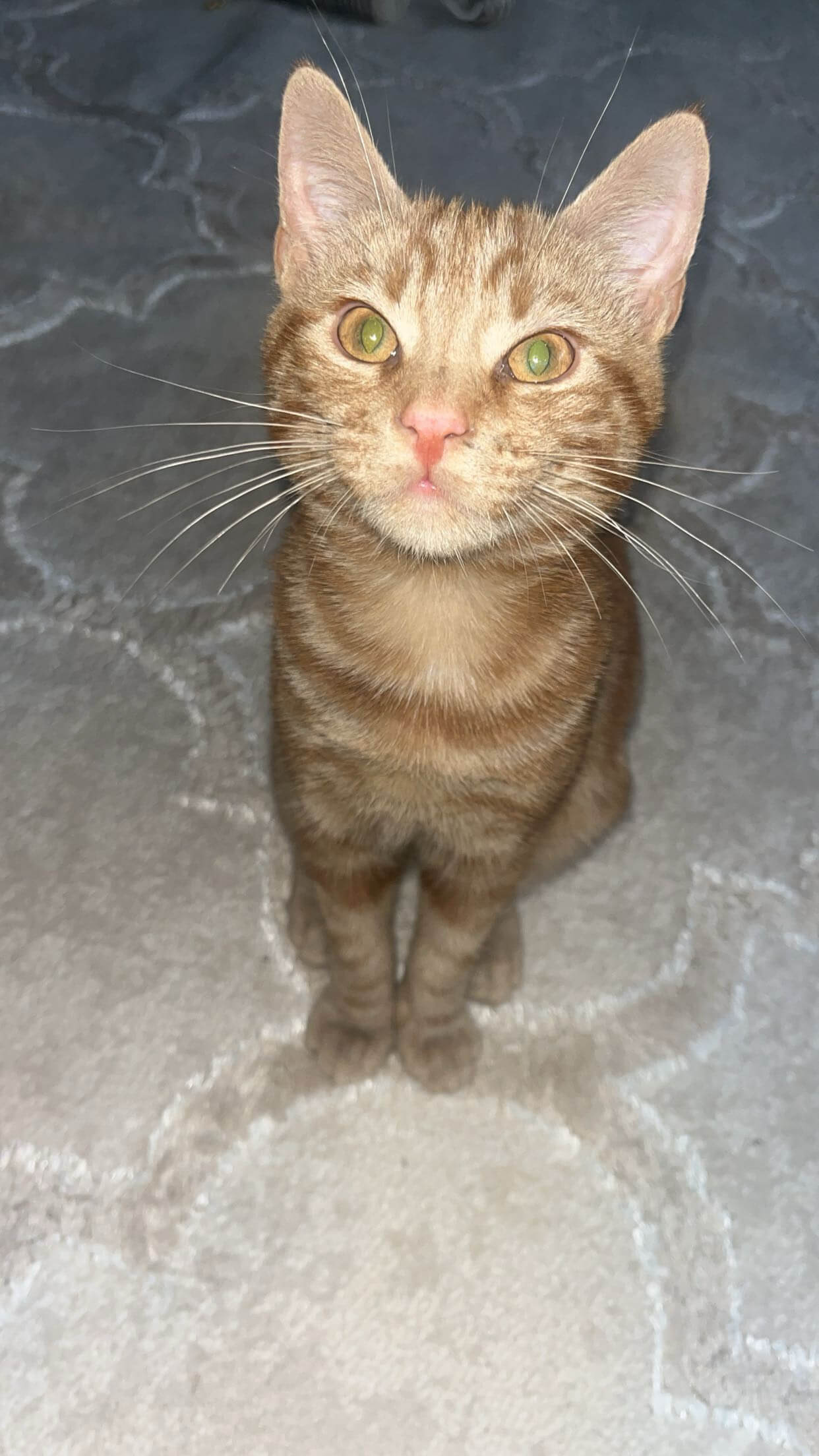 Chat perdu