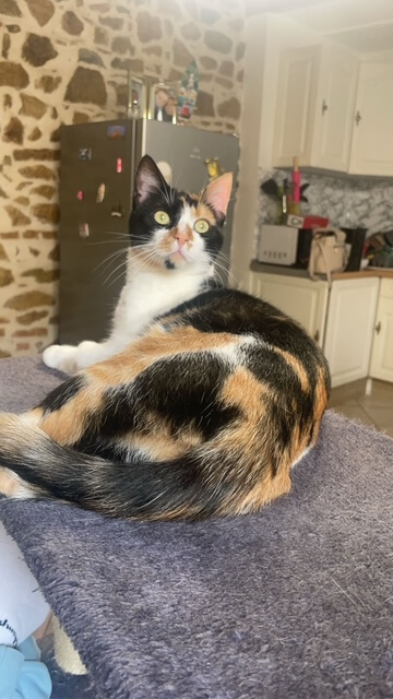 Chat perdu