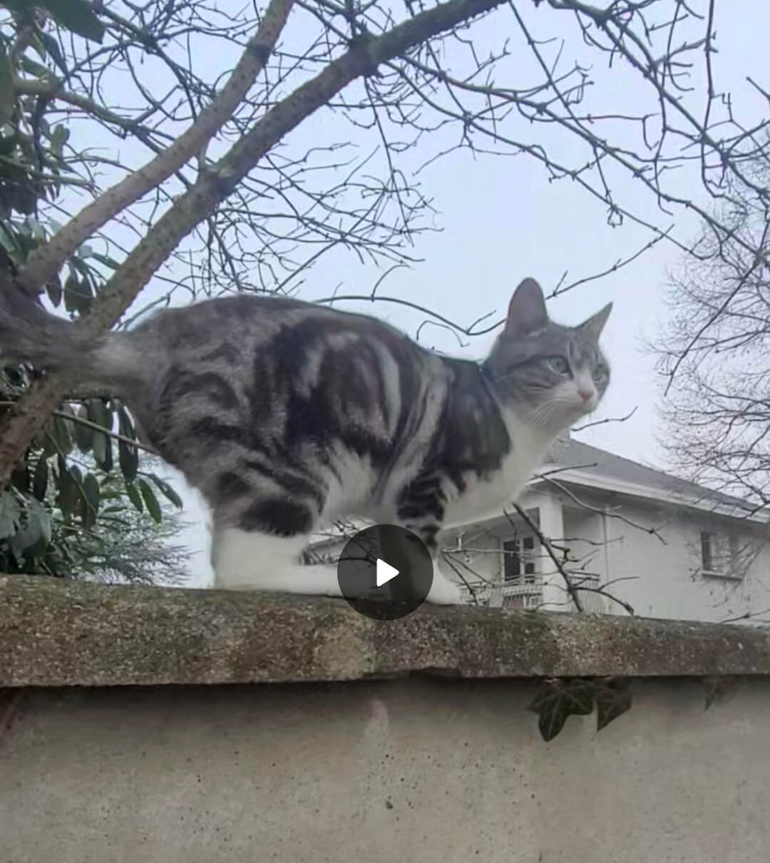Chat perdu