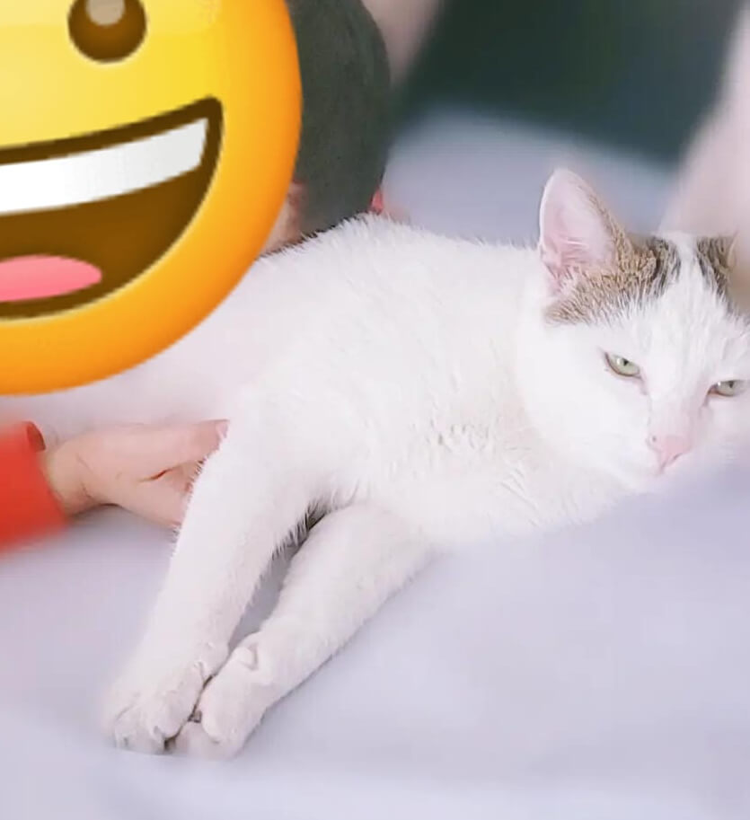 Chat perdu