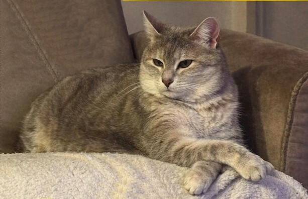 Chat perdu