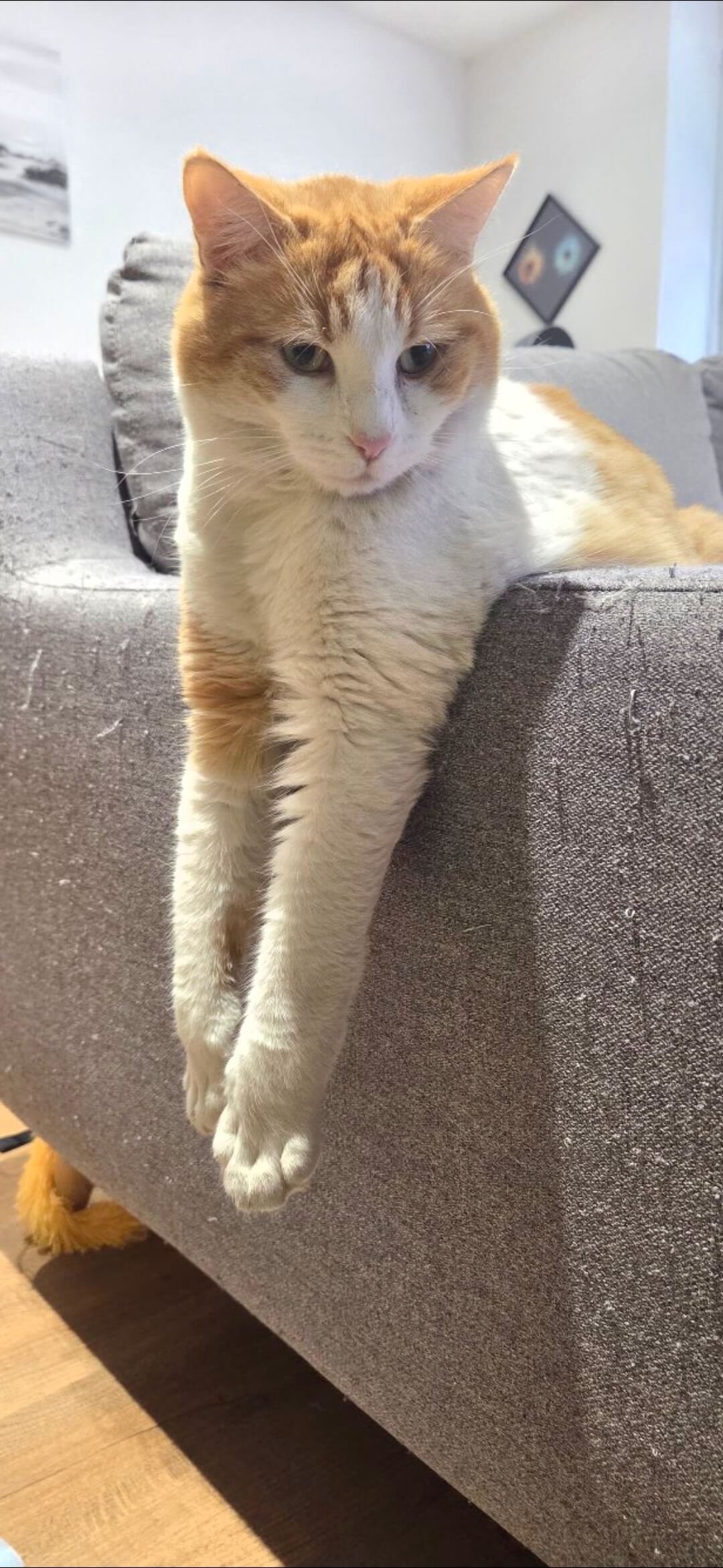 Chat perdu