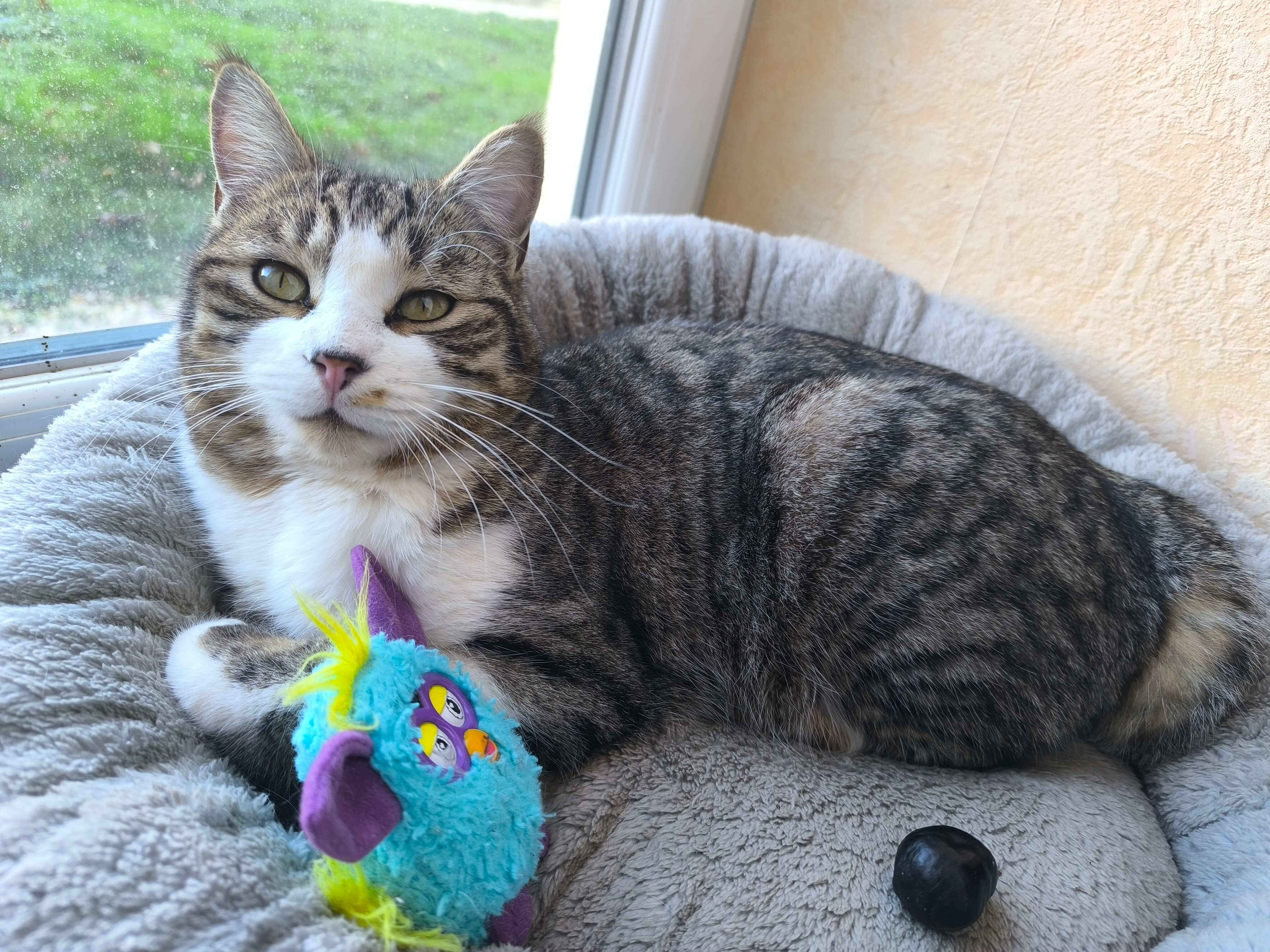 Chat perdu