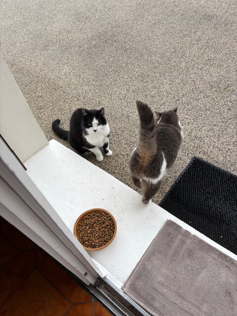 Chat perdu