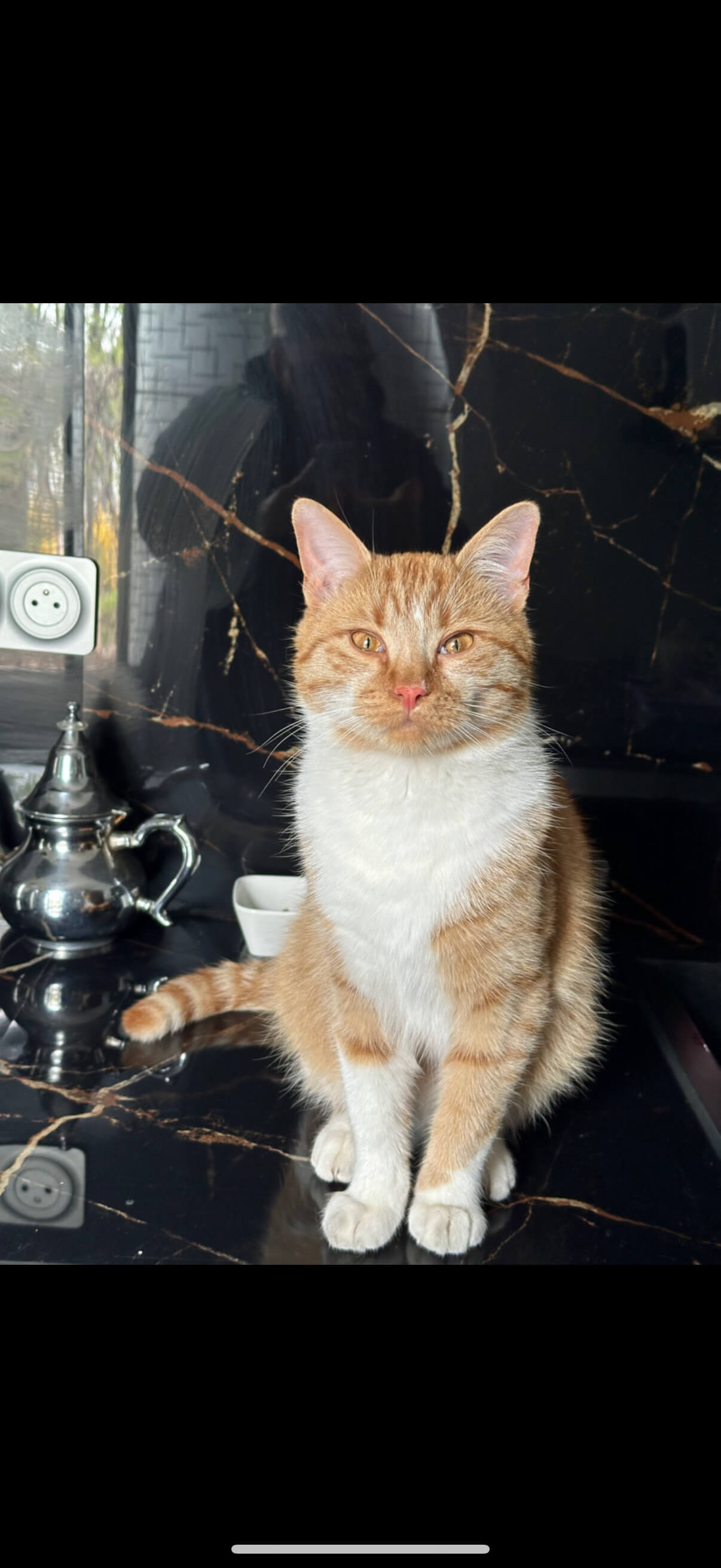 Chat perdu