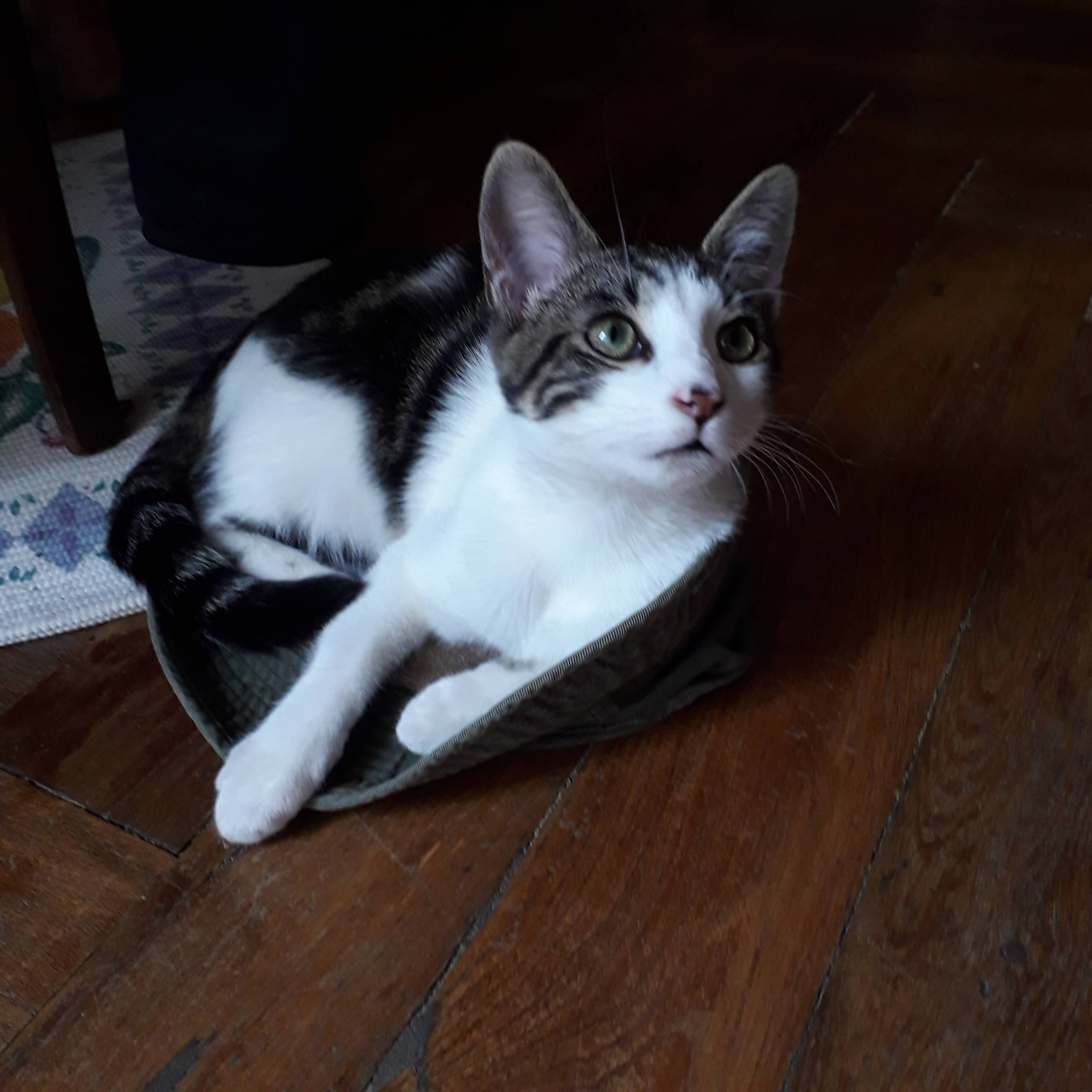 Chat perdu