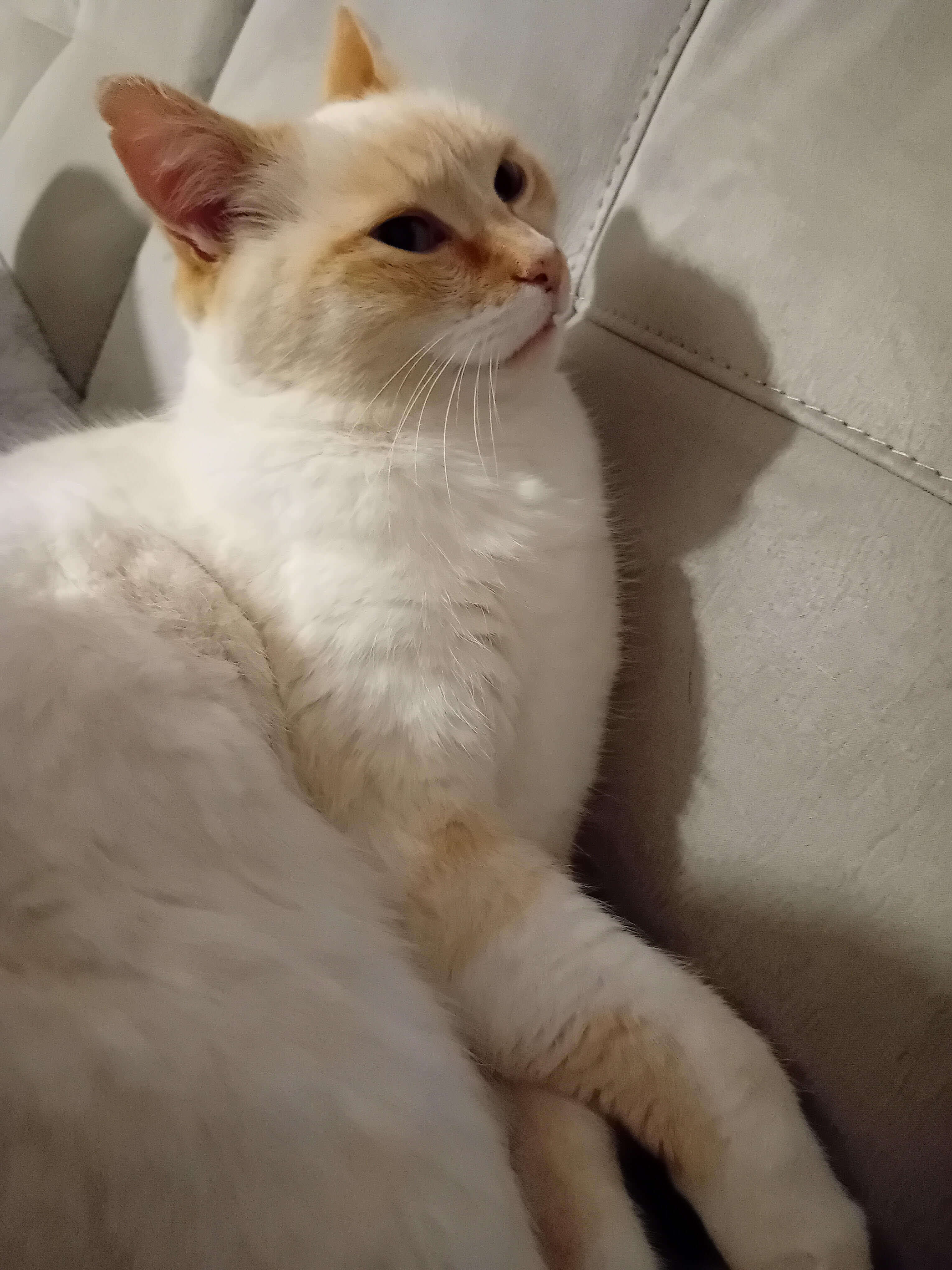 Chat perdu