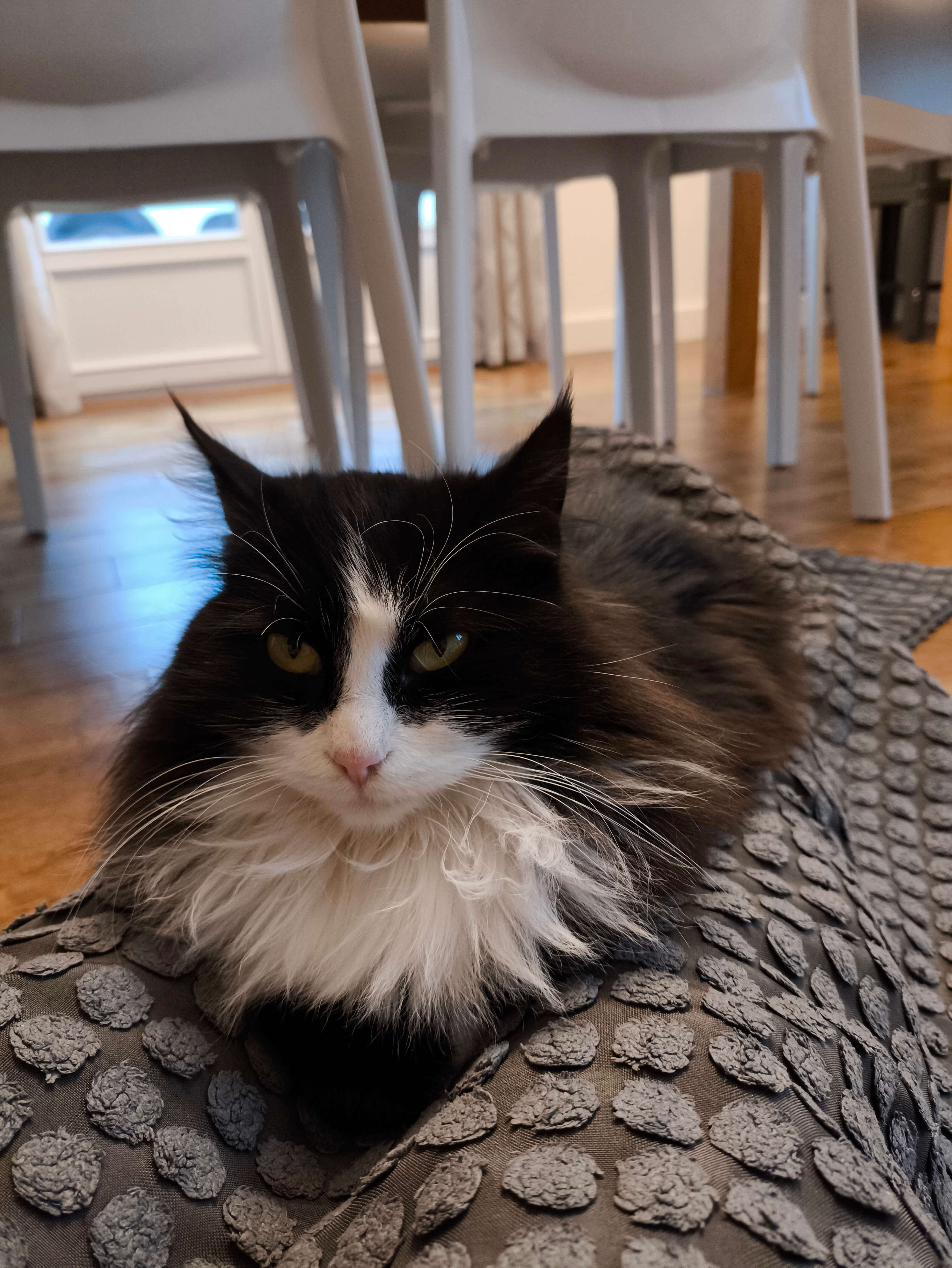 Chat perdu
