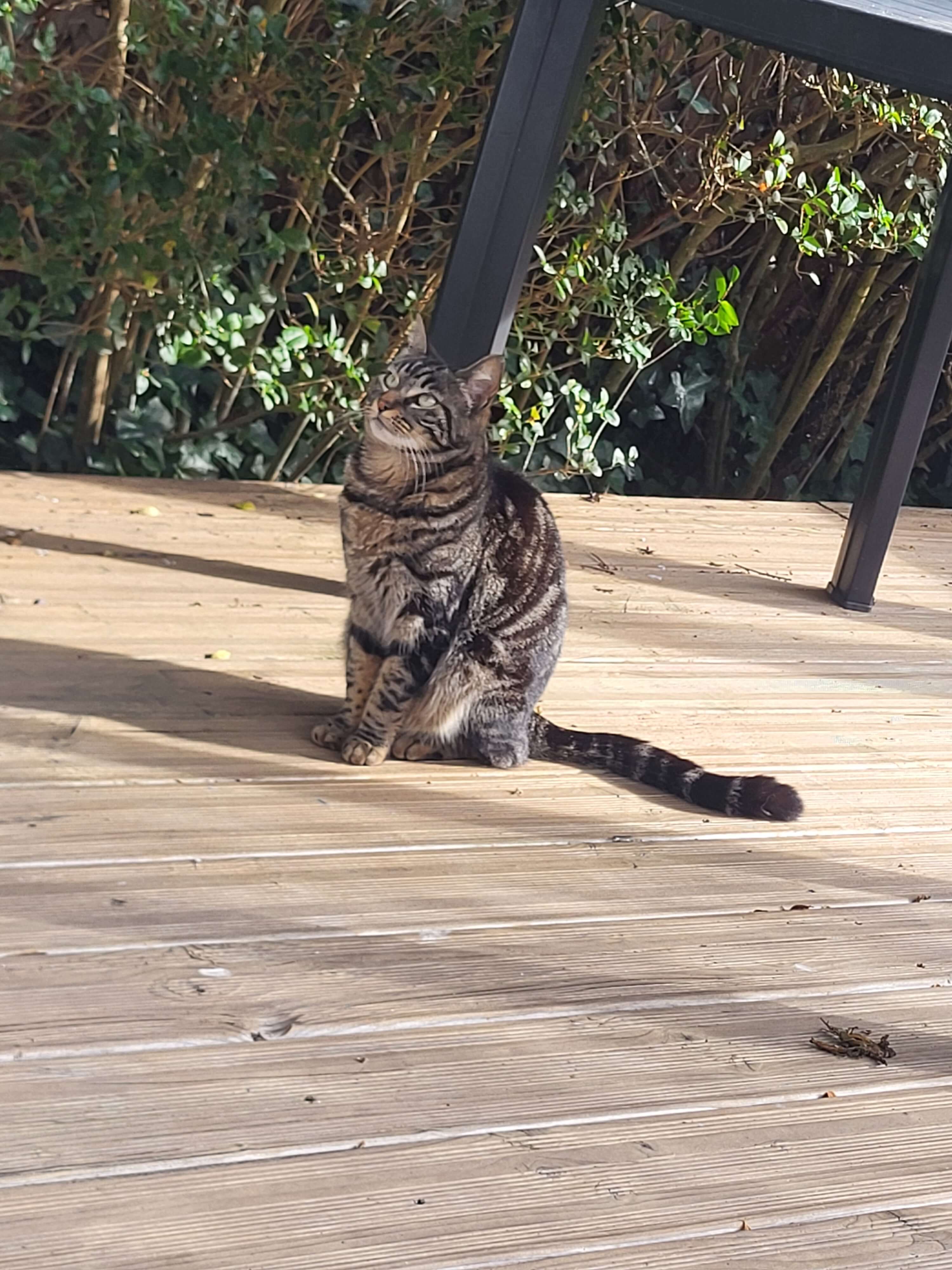 Chat perdu