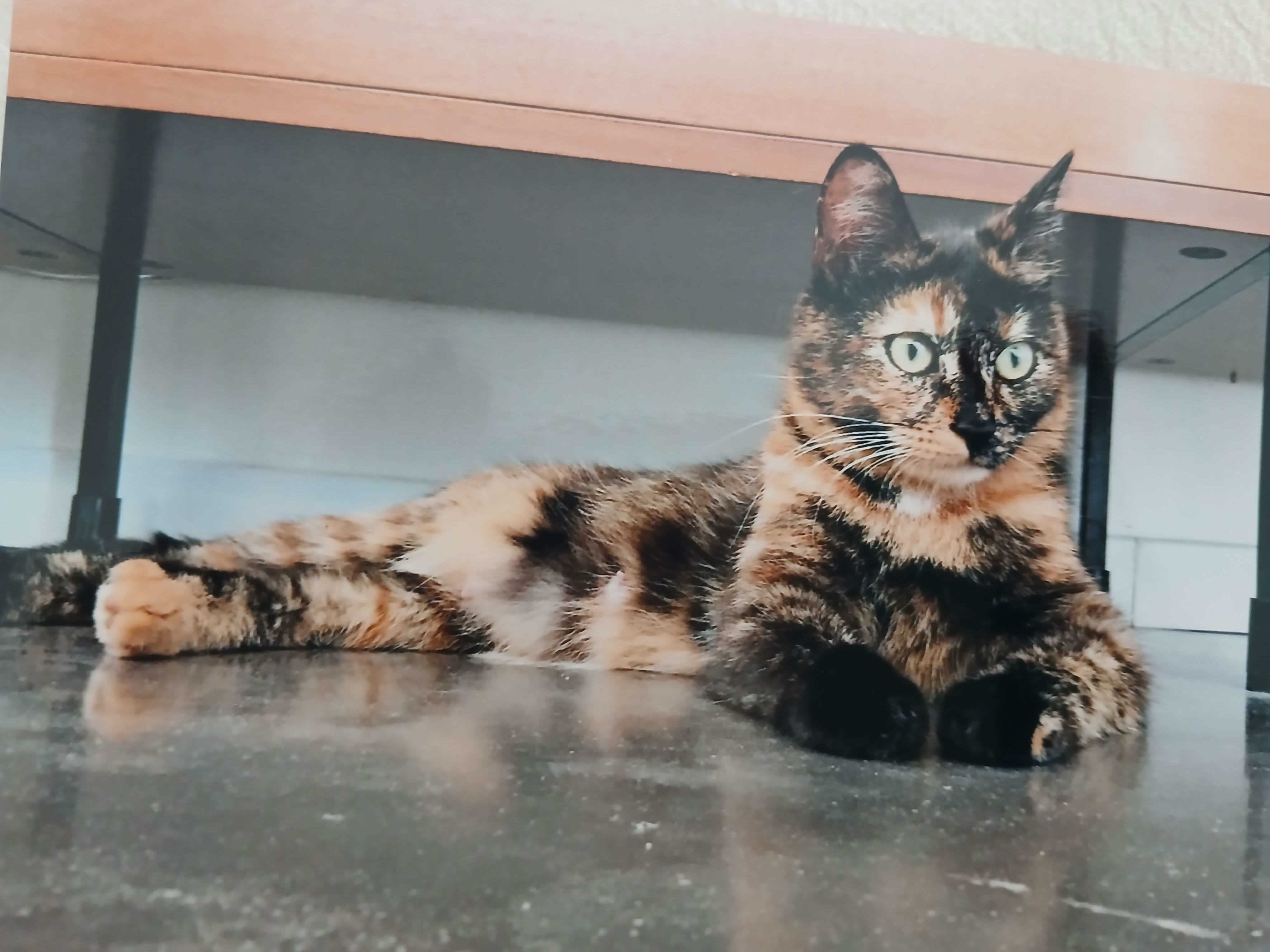 Chat perdu