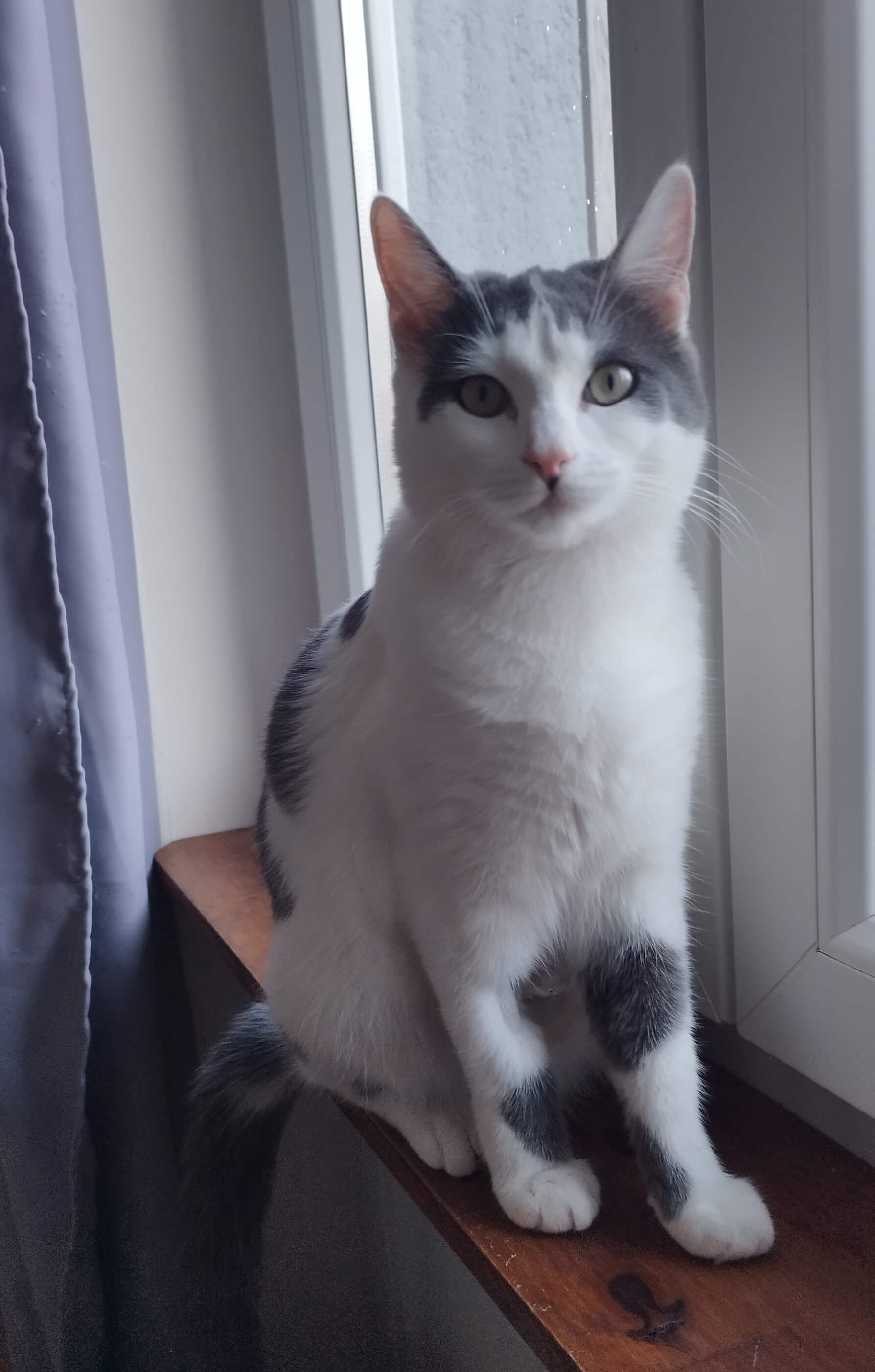 Chat perdu
