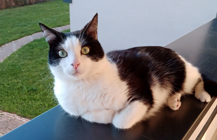 Chat perdu