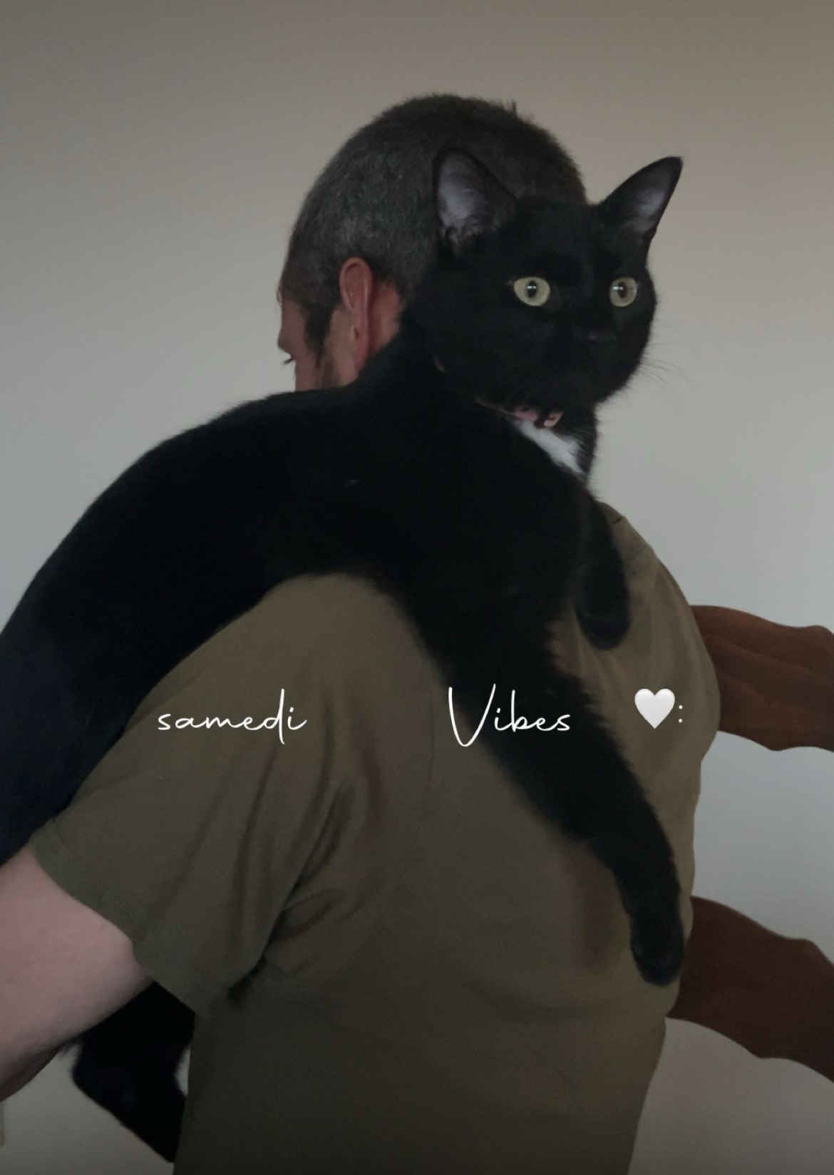 Chat perdu