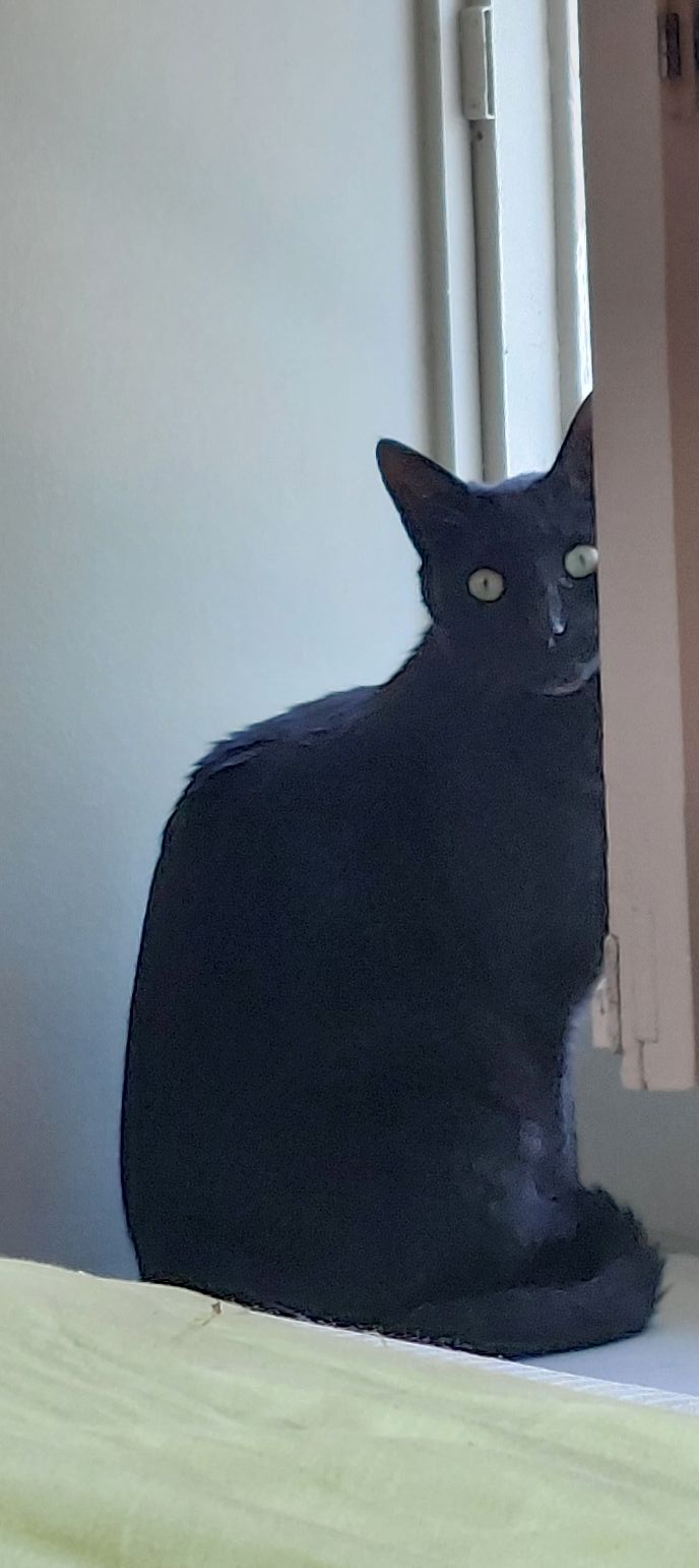 Chat perdu
