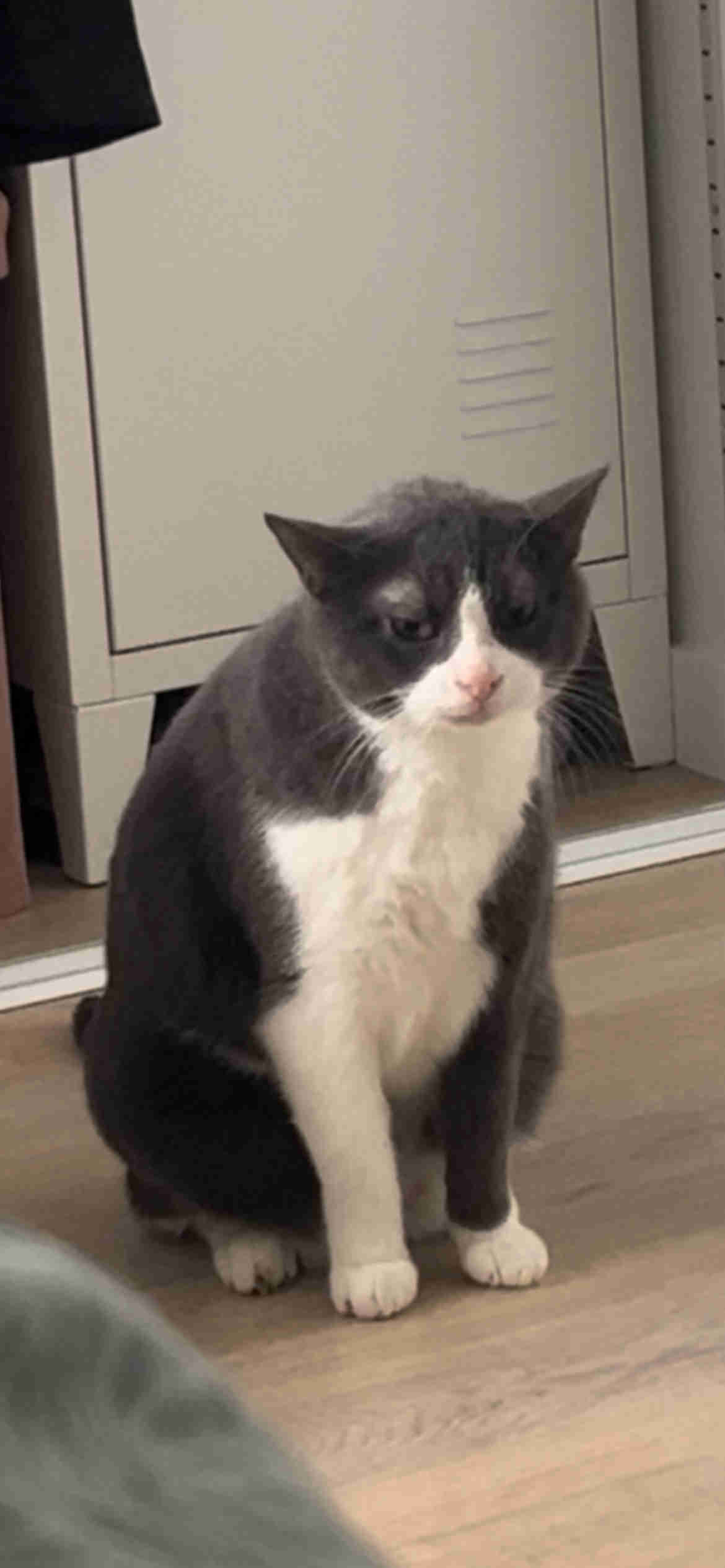 Chat perdu