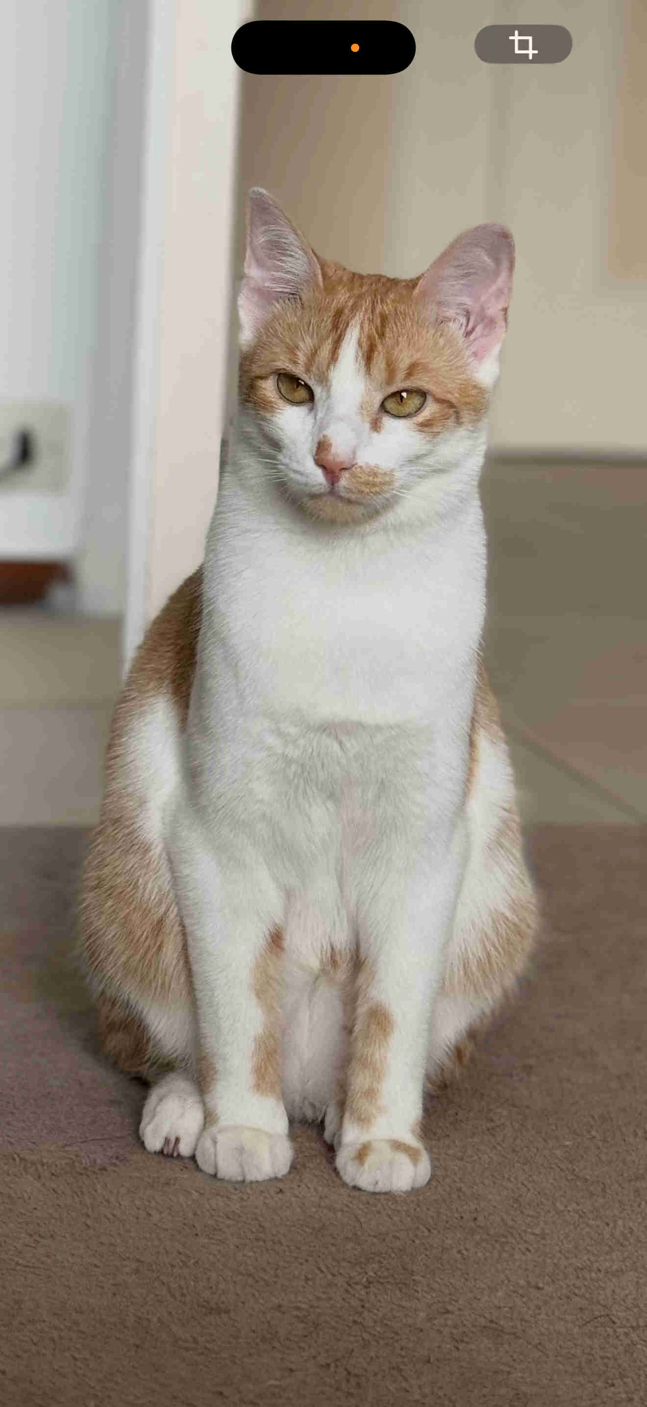 Chat perdu