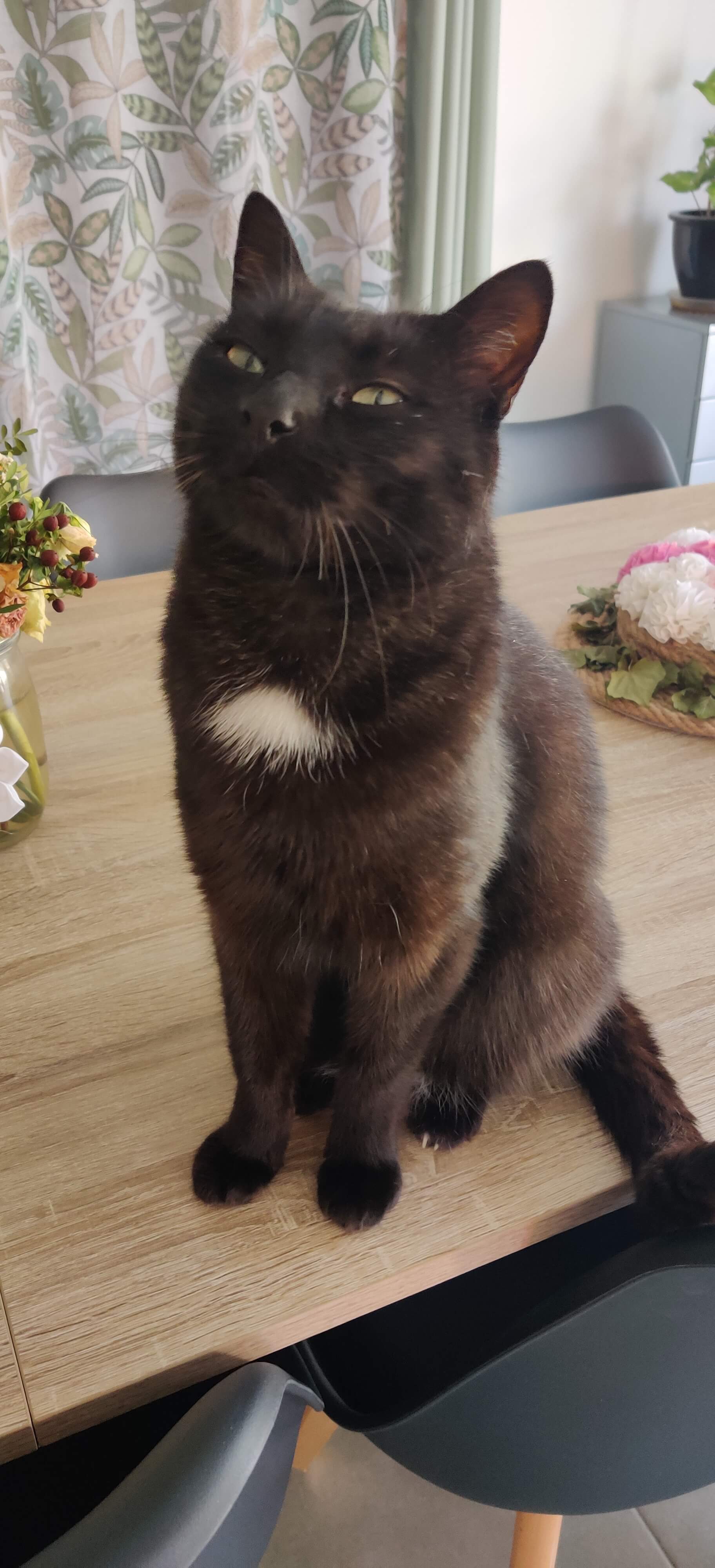 Chat perdu