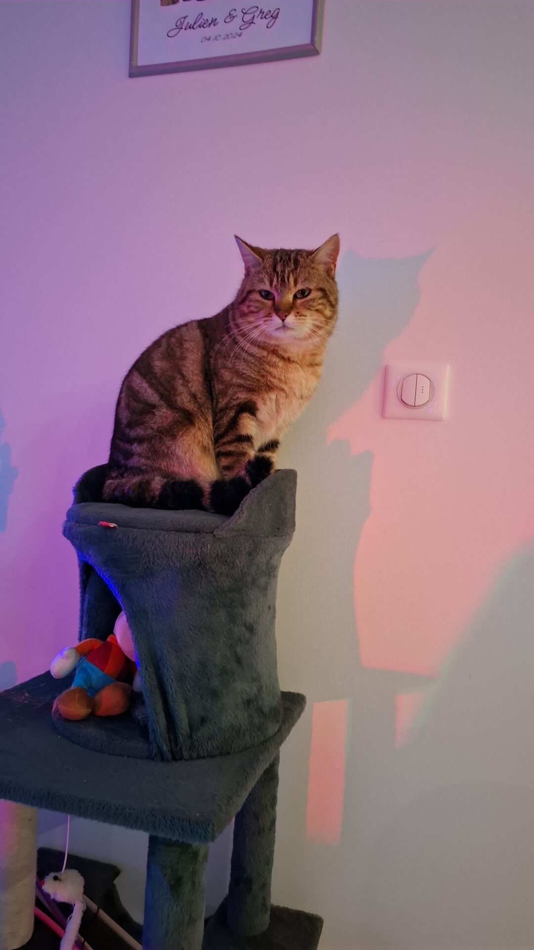 Chat perdu