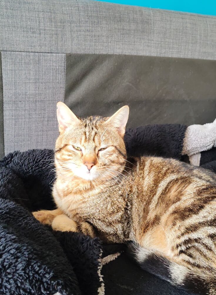 Chat perdu