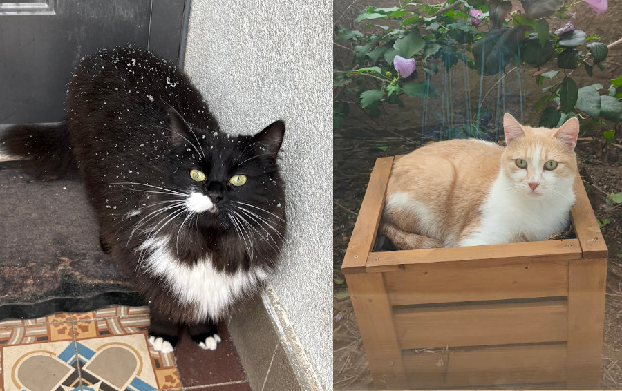 Chat perdu