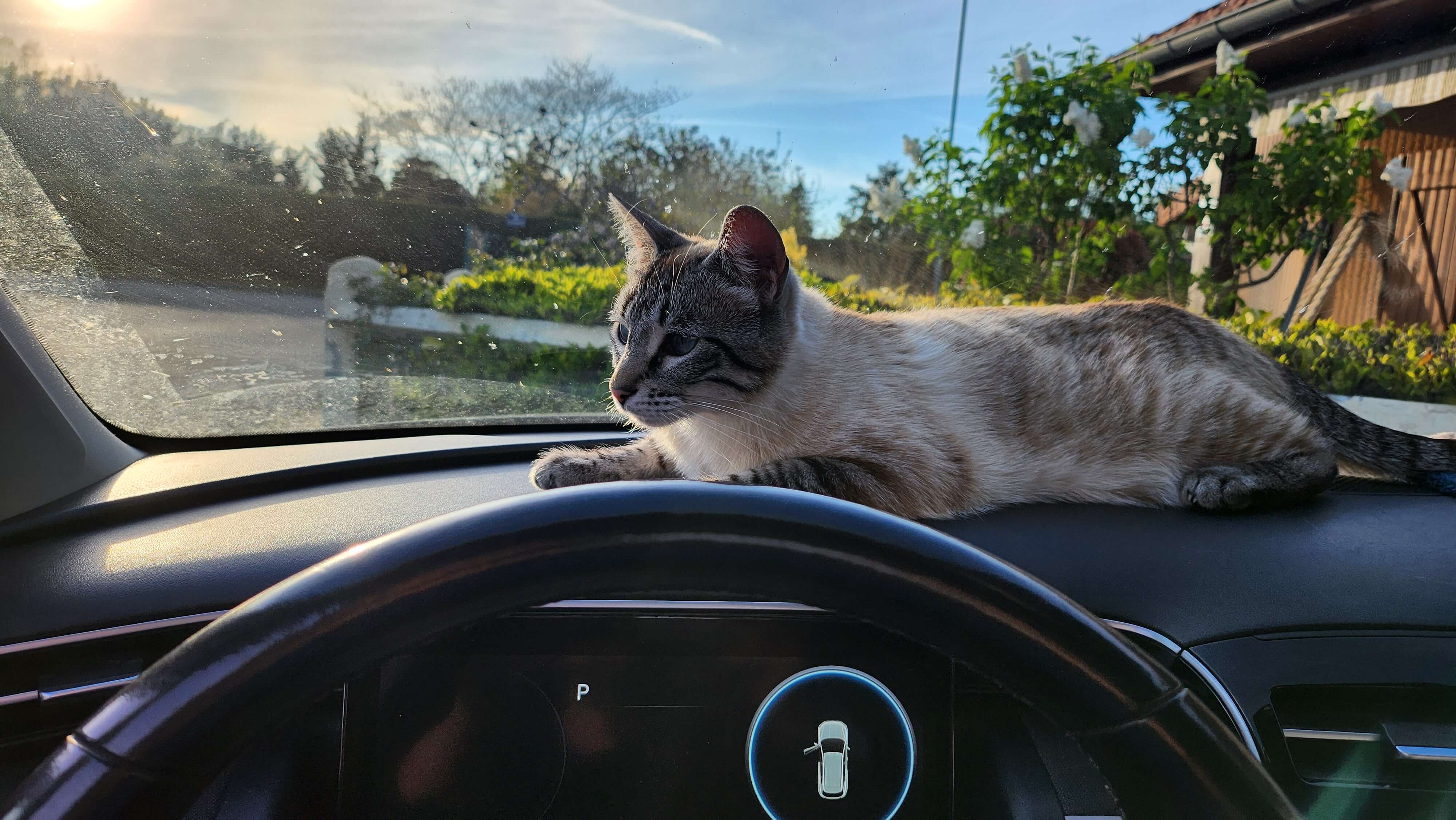 Chat perdu