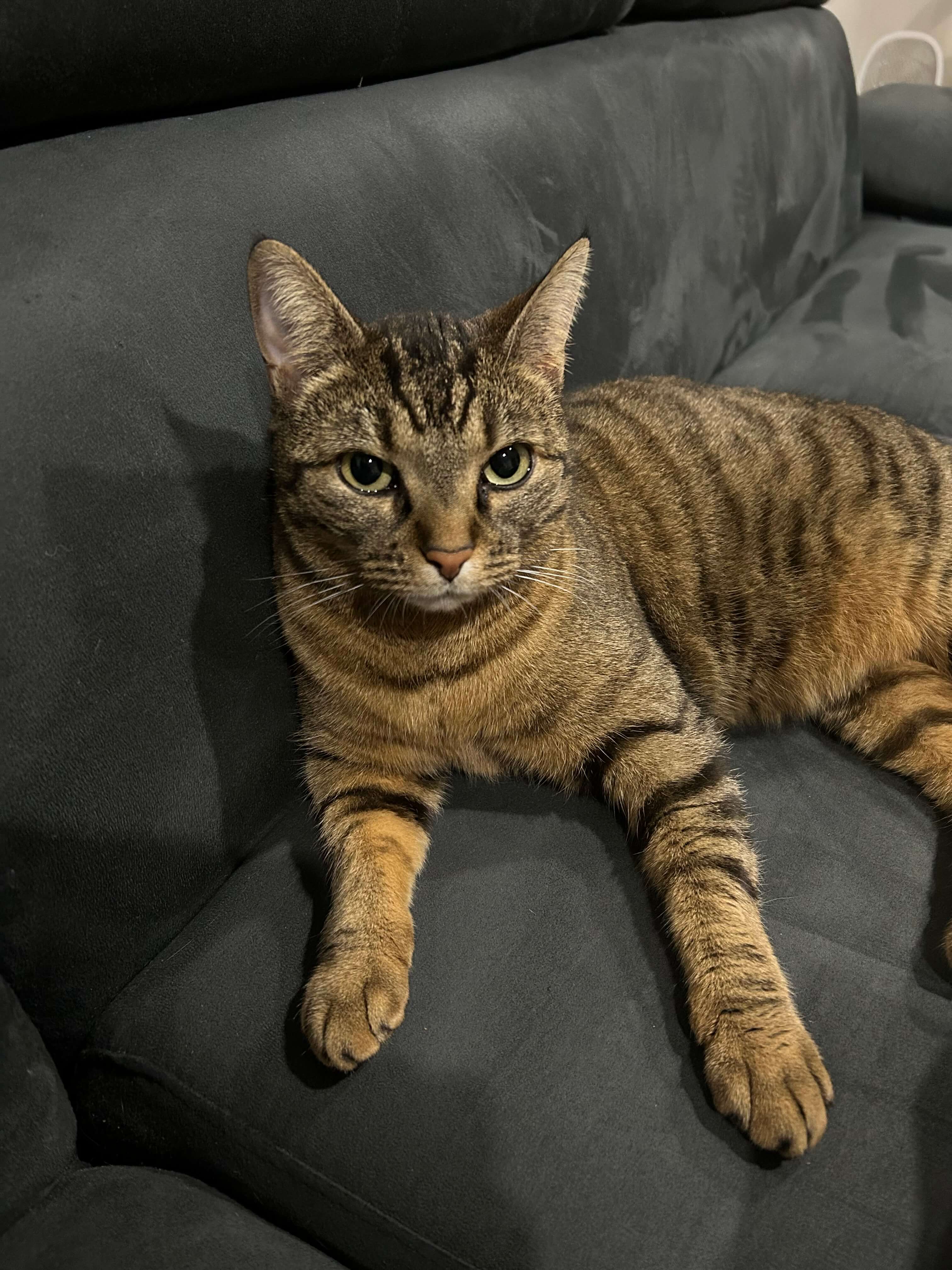 Chat perdu
