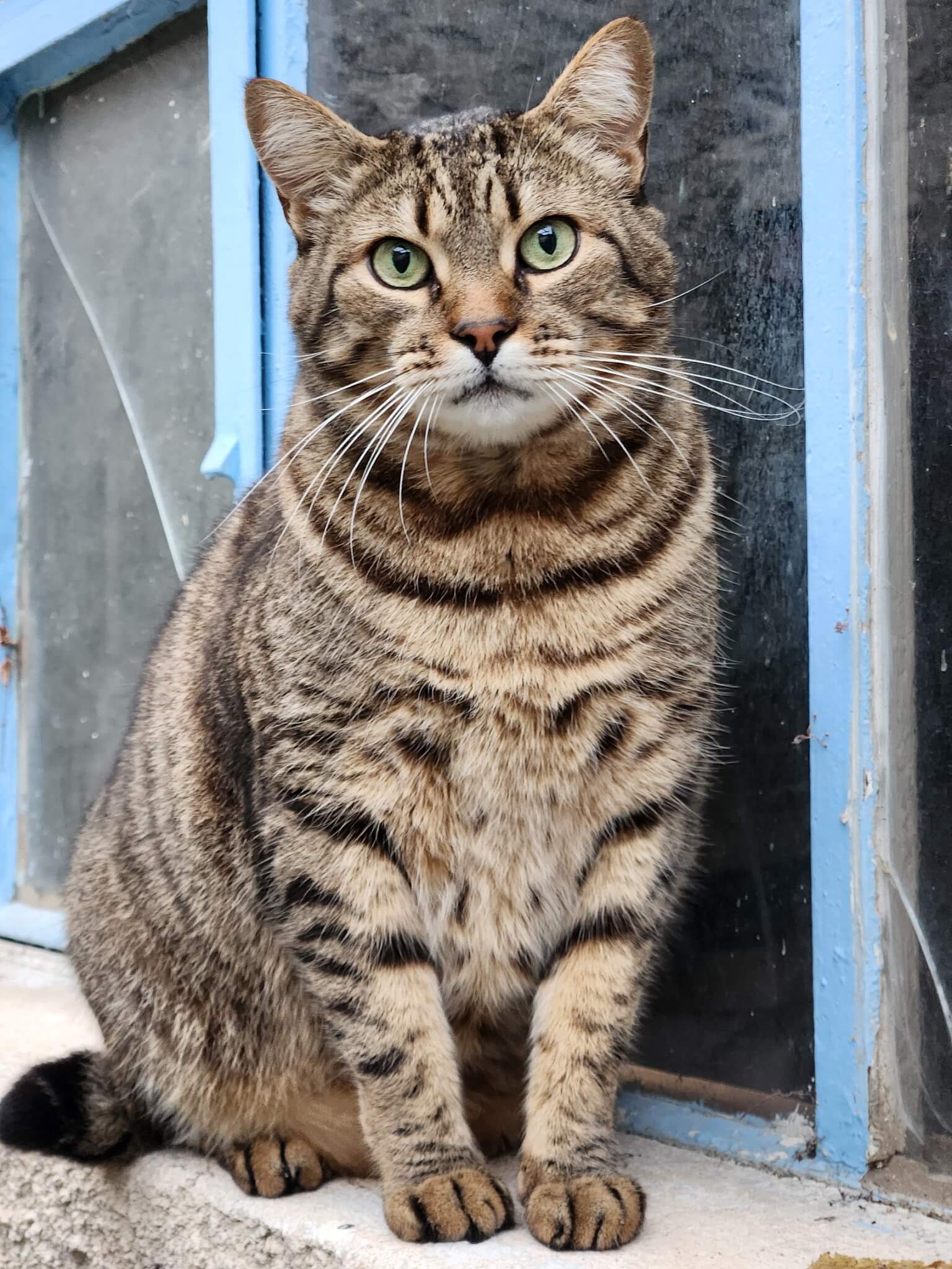 Chat perdu