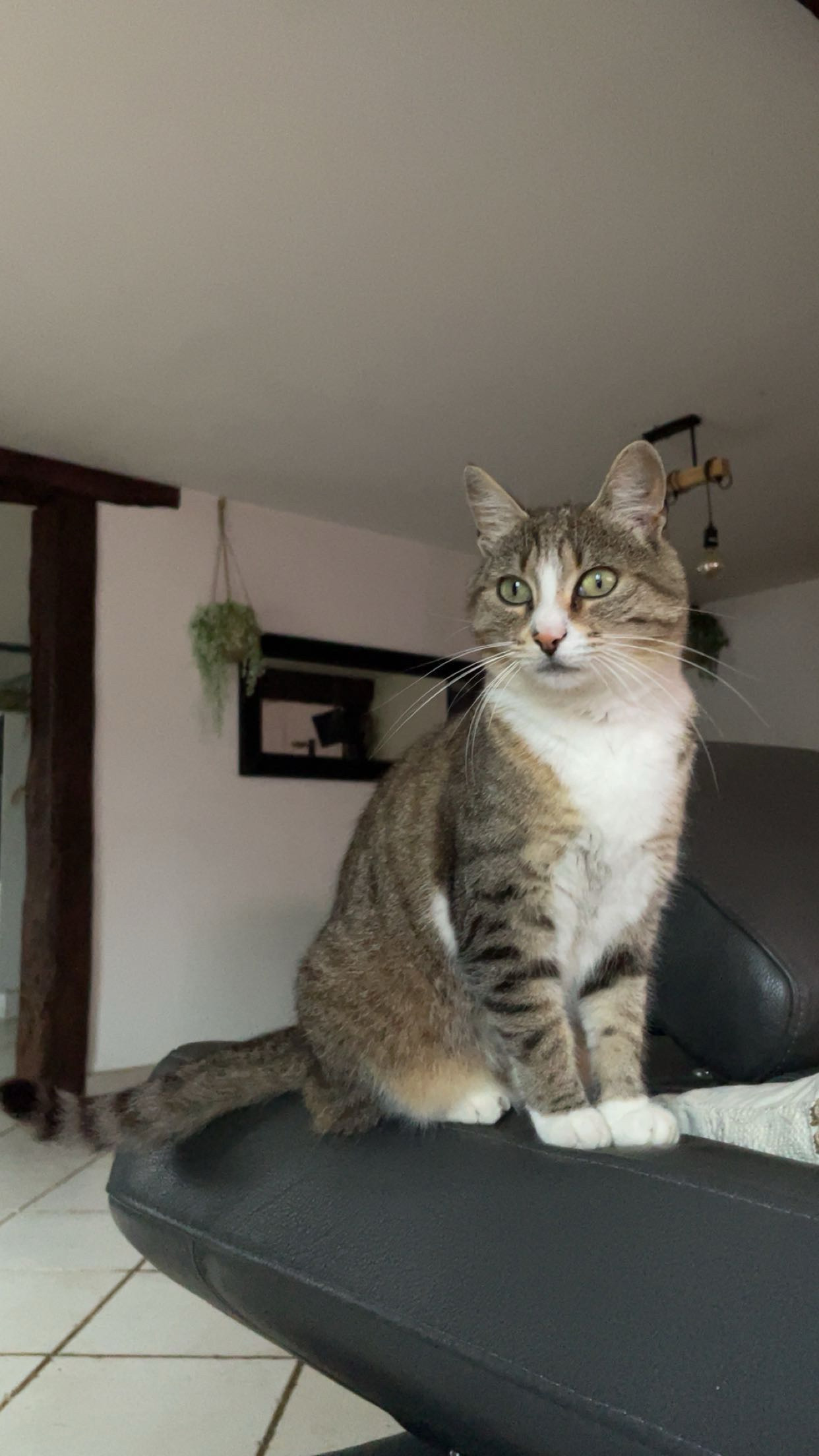 Chat perdu