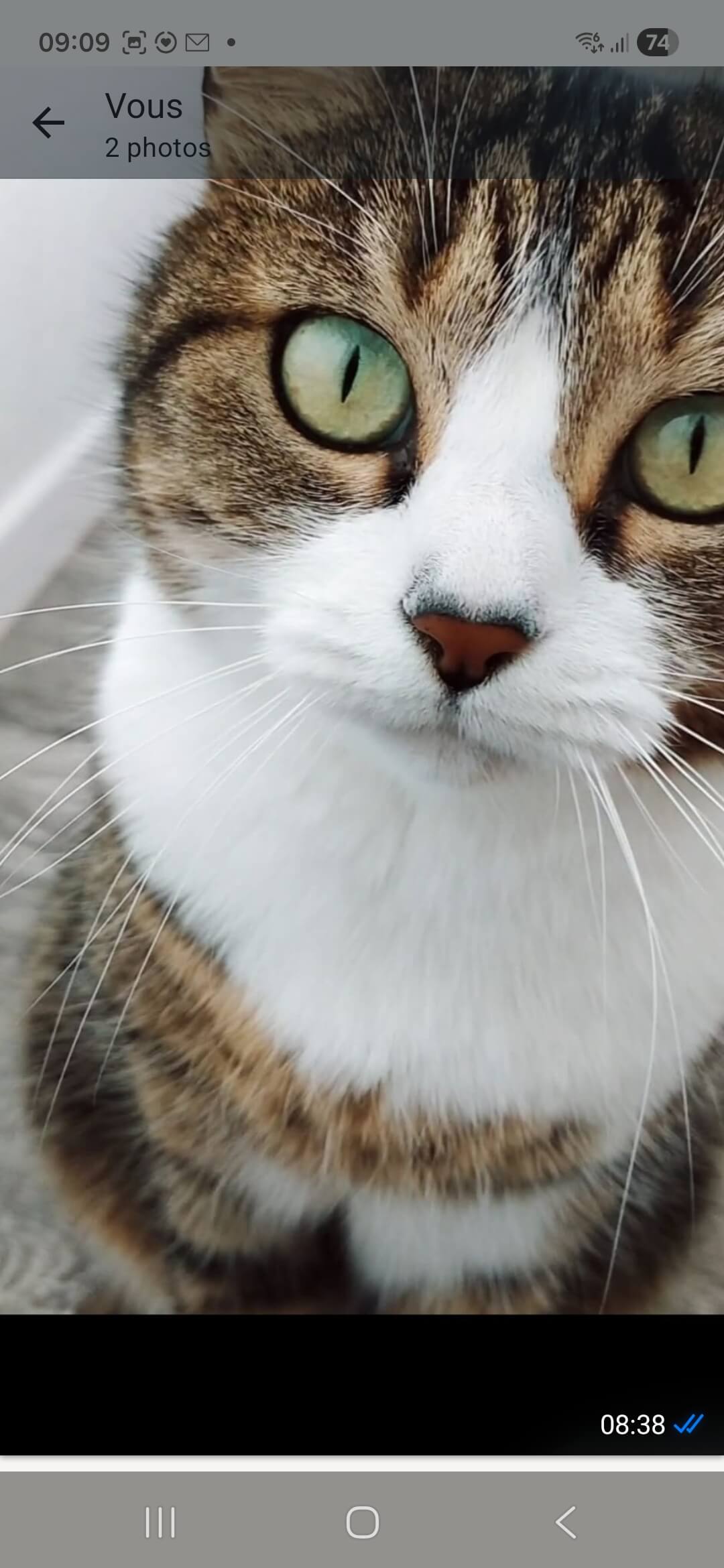 Chat perdu
