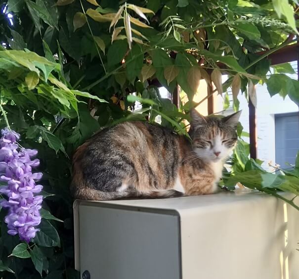 Chat perdu