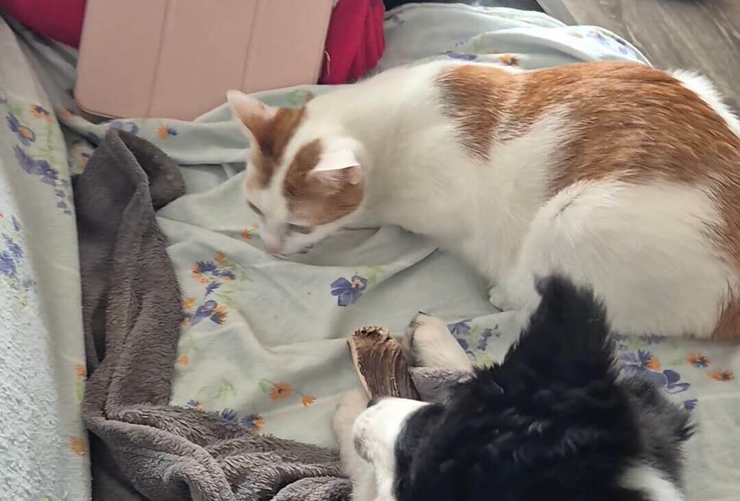 Chat perdu