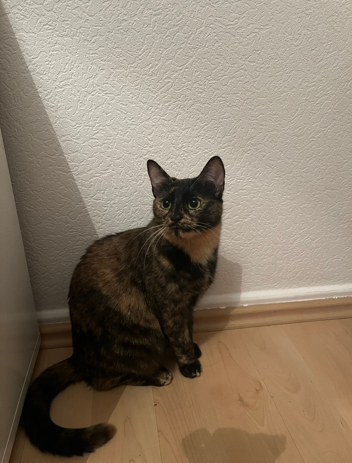 Chat perdu
