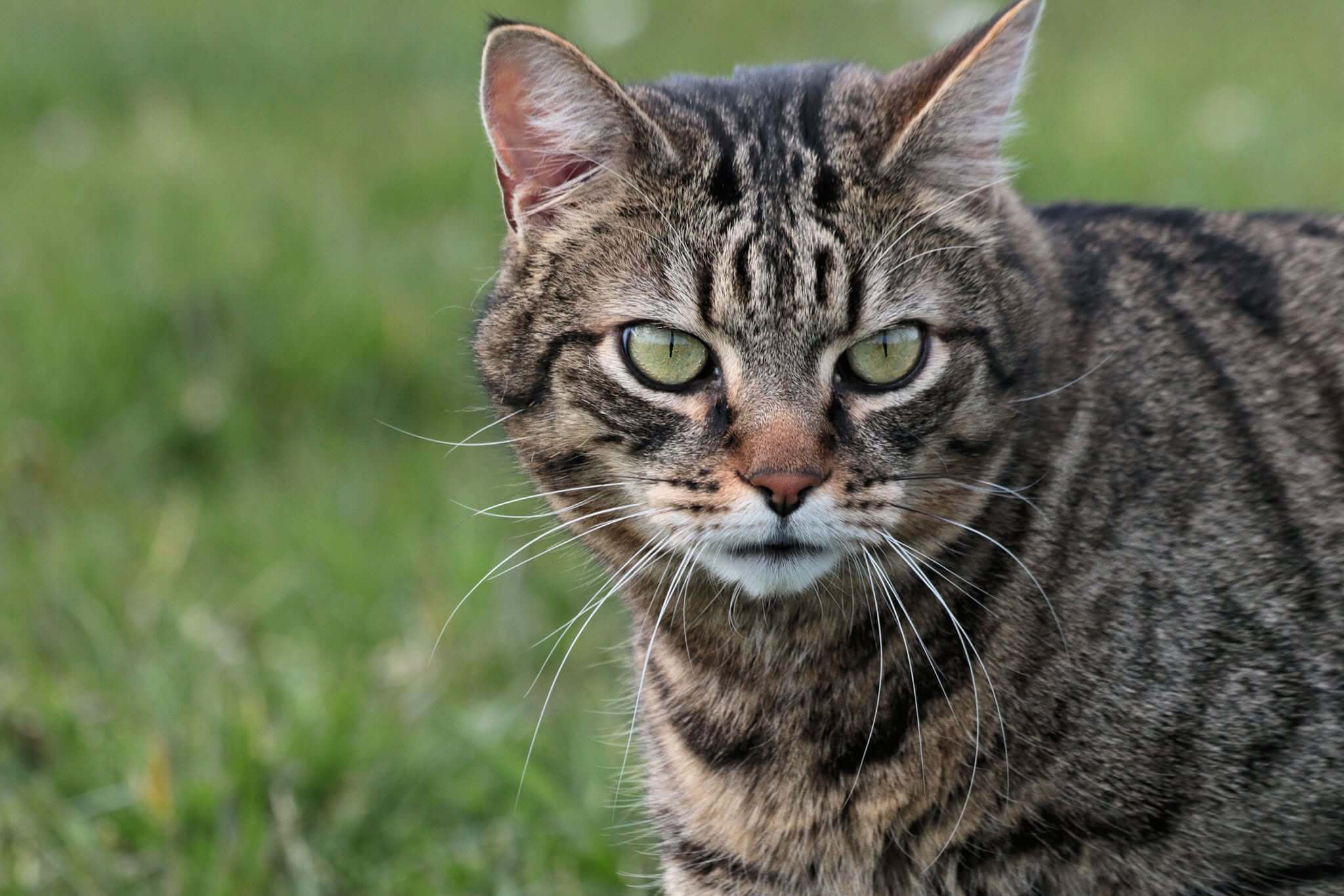 Chat perdu