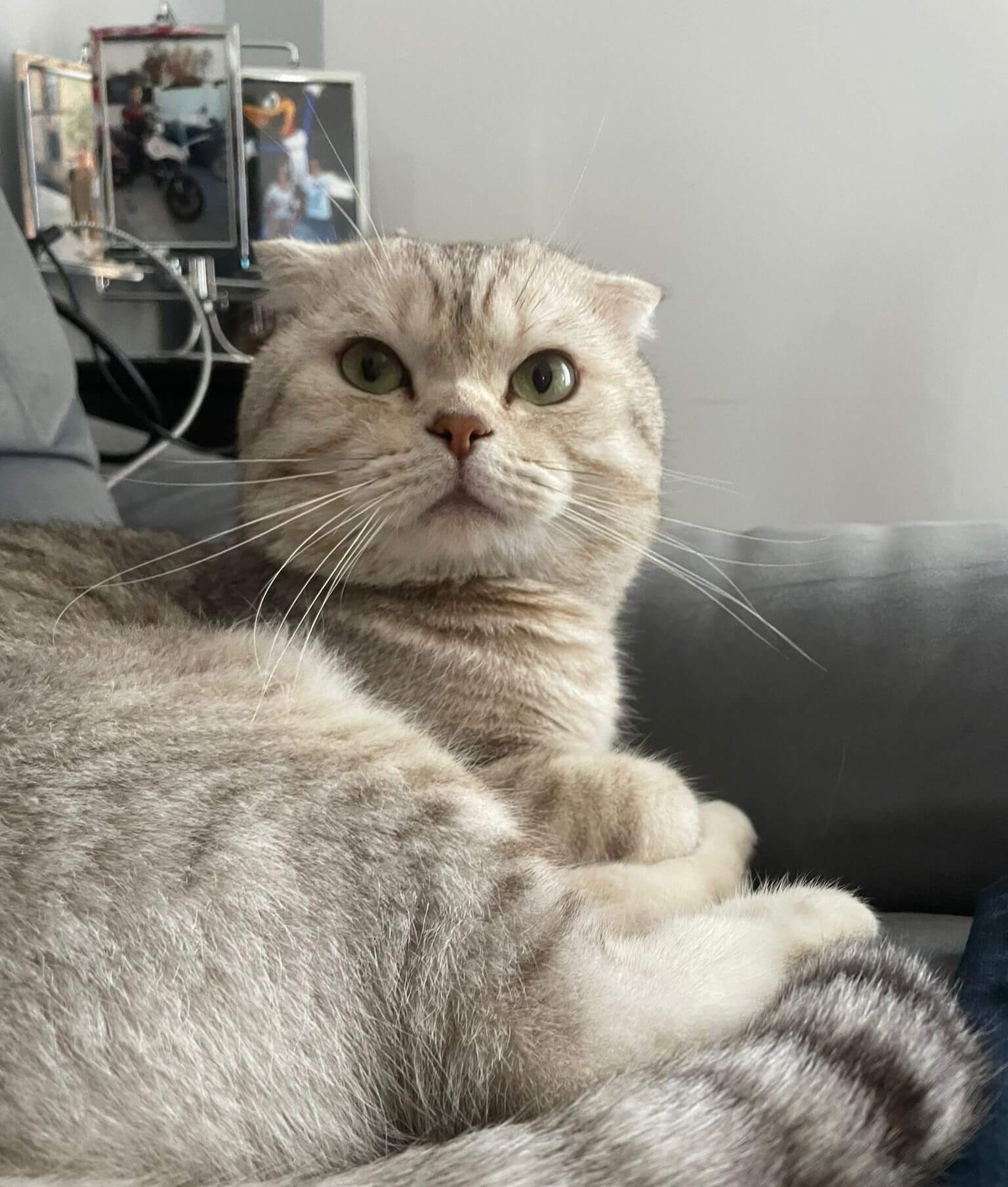 Chat perdu