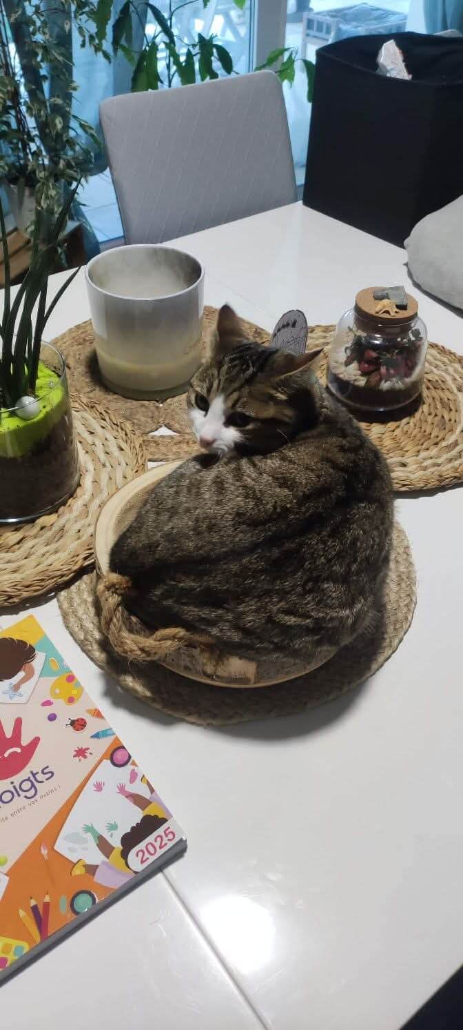 Chat perdu