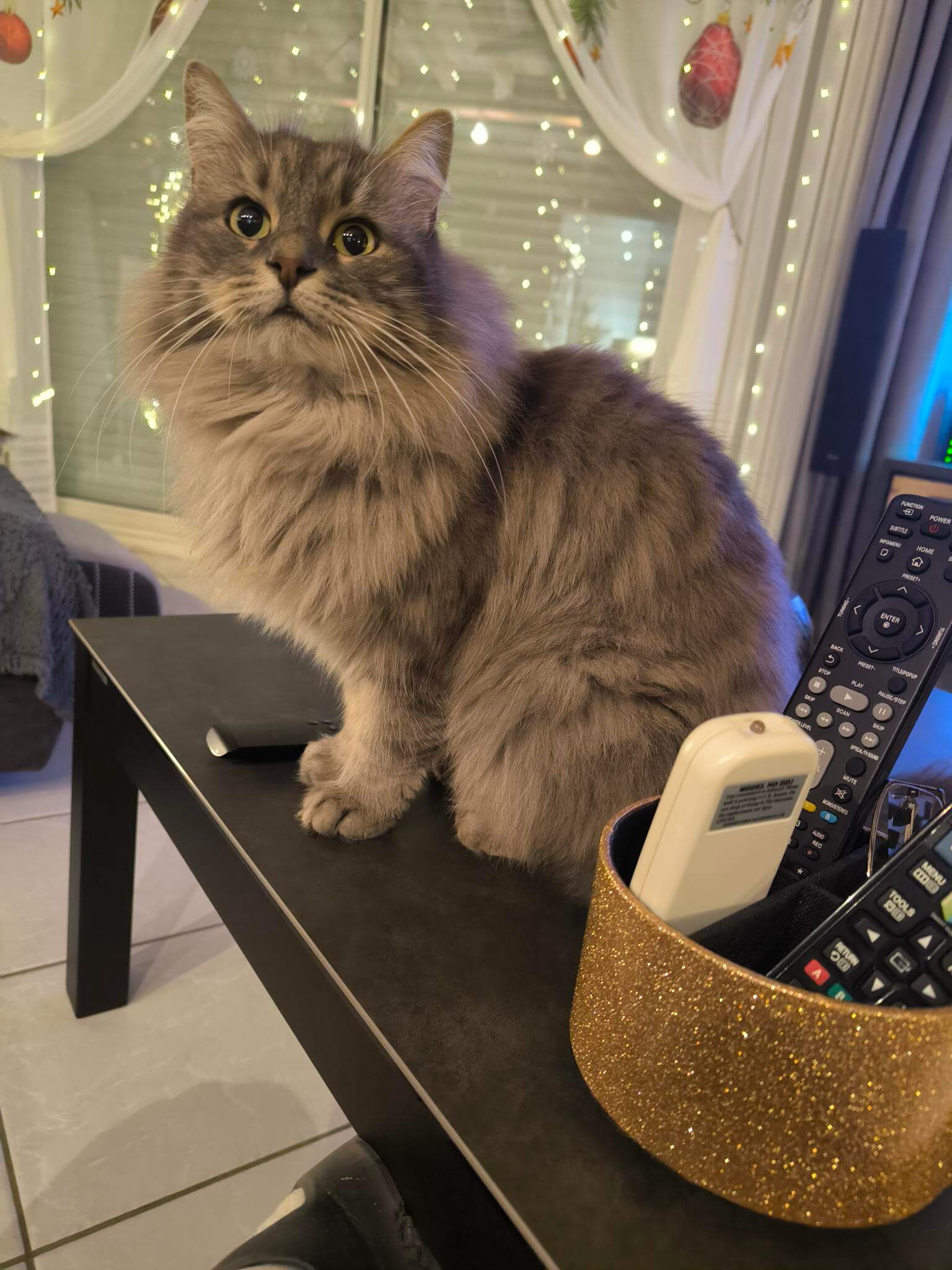 Chat perdu