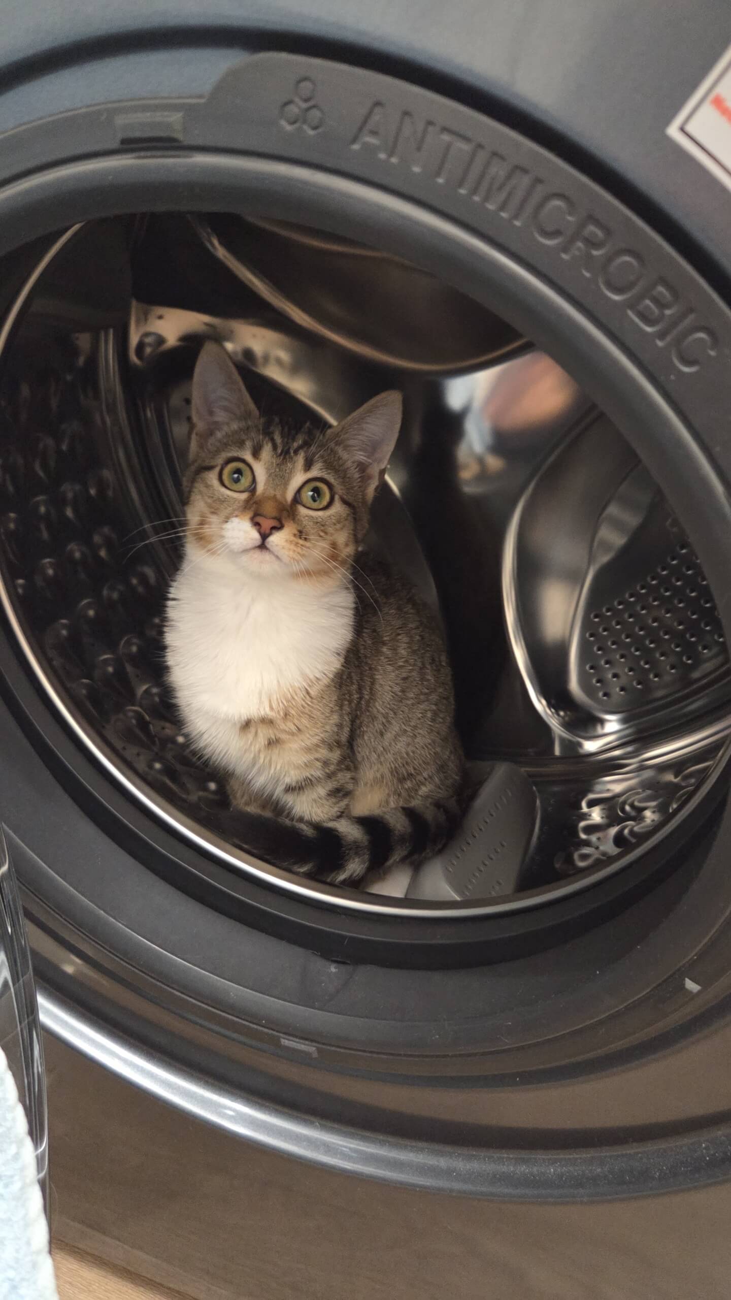 Chat perdu