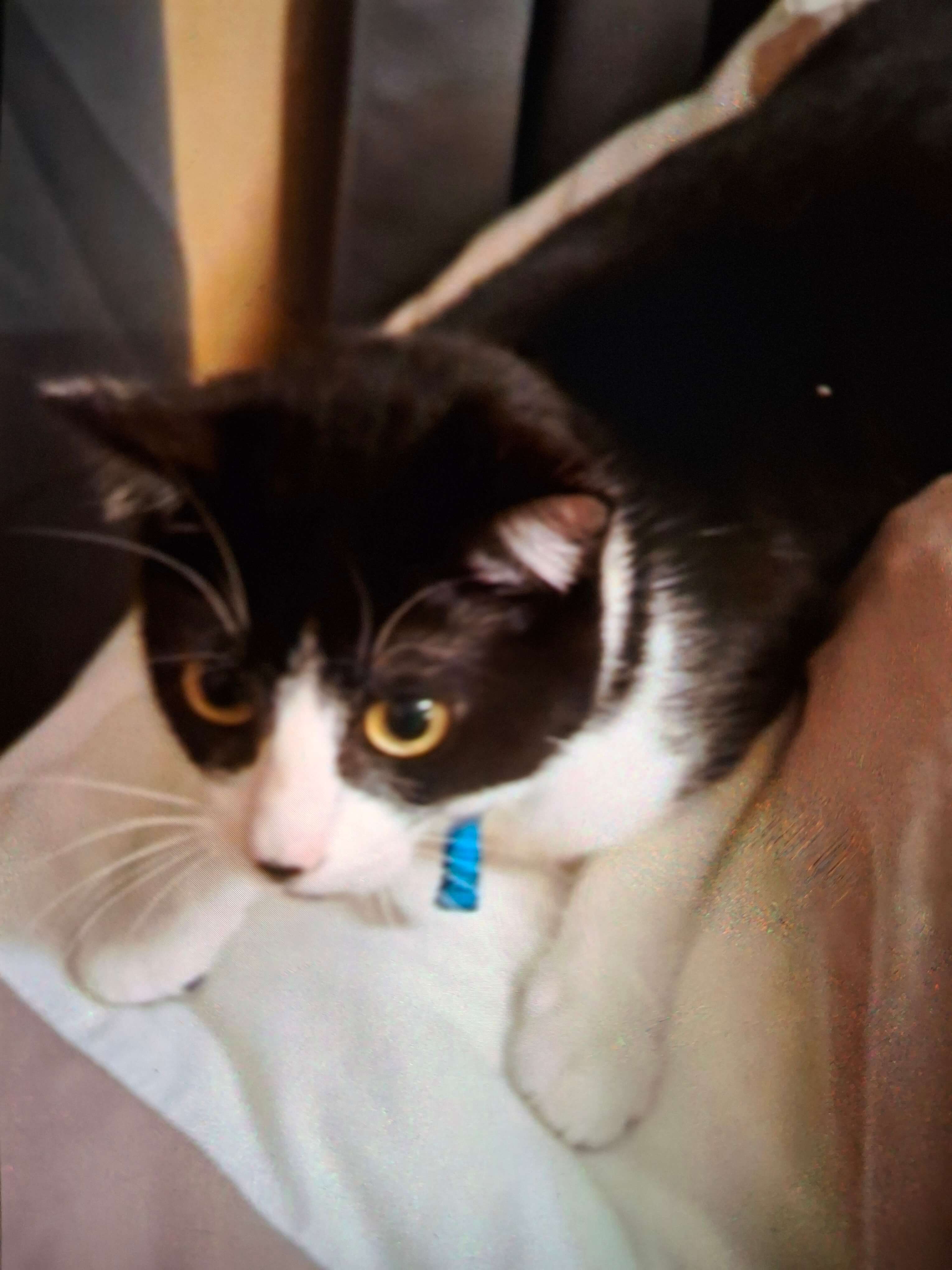 Chat perdu