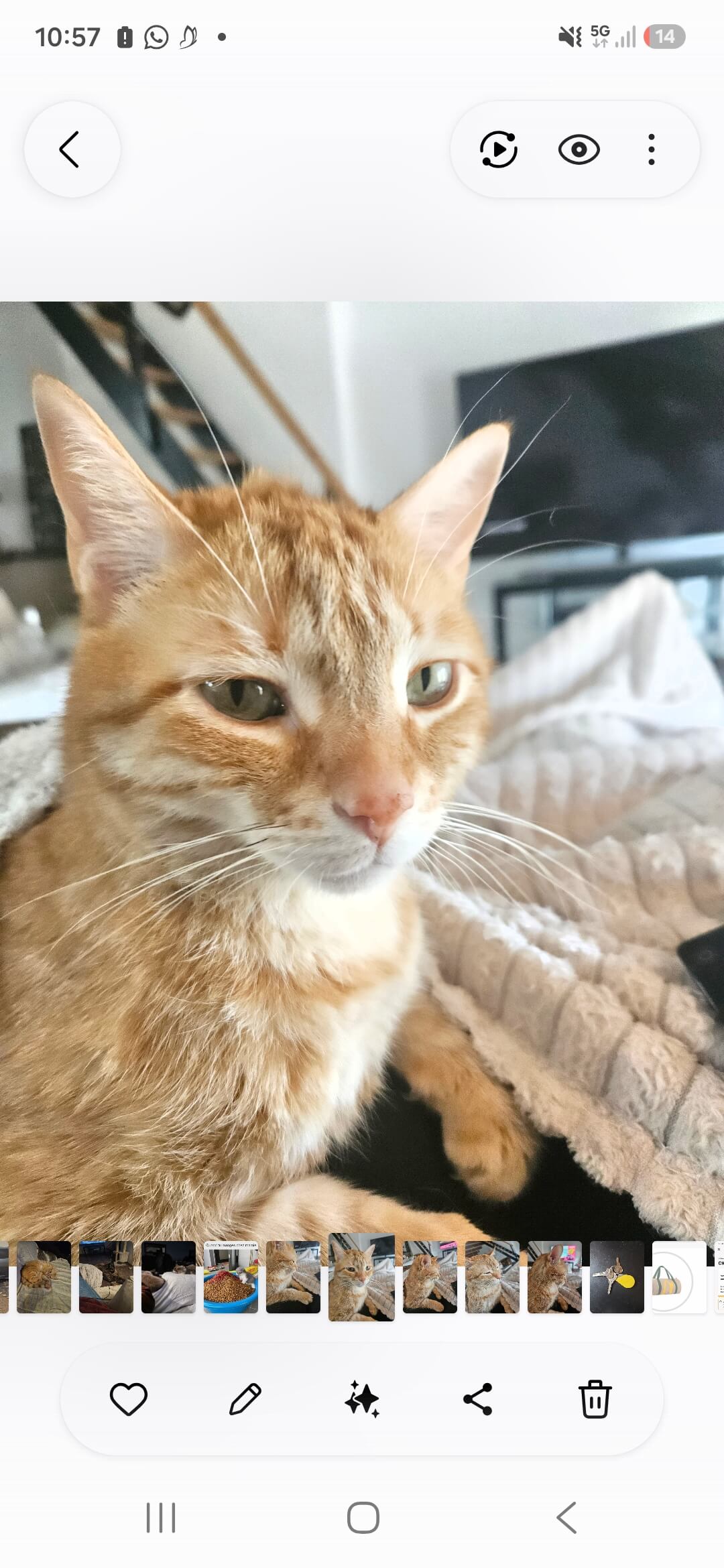 Chat perdu