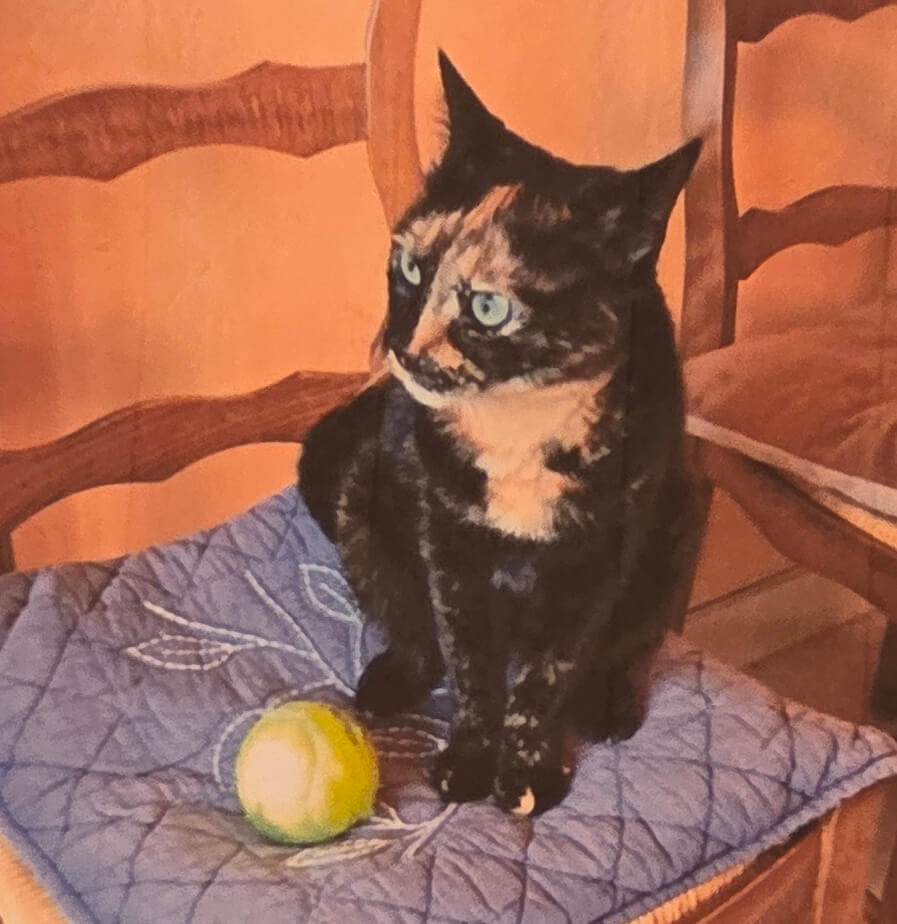Chat perdu