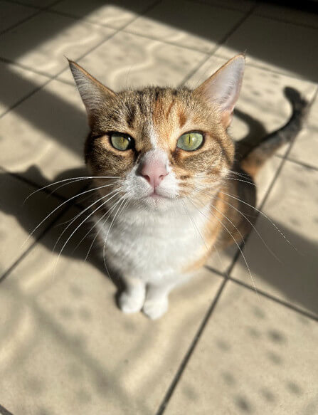 Chat perdu