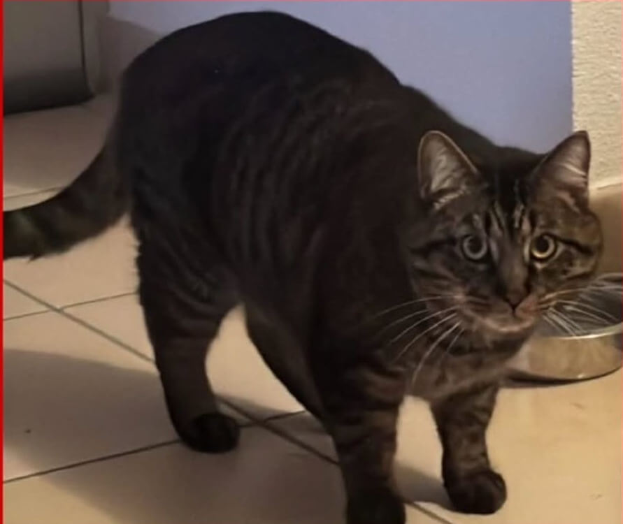 Chat perdu