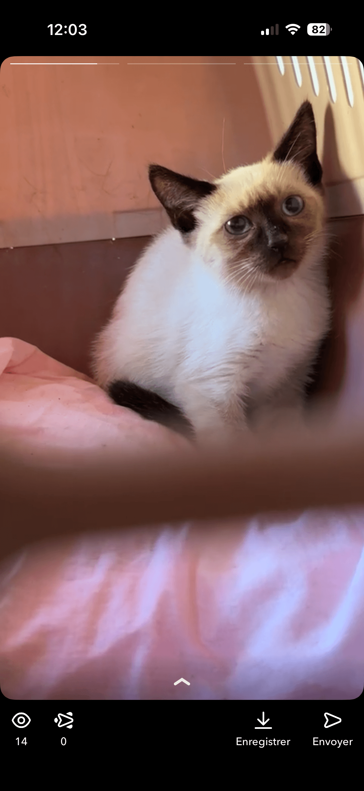 Chat perdu
