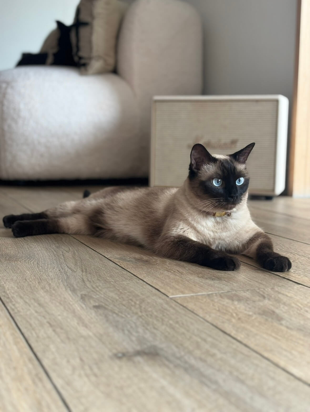 Chat perdu