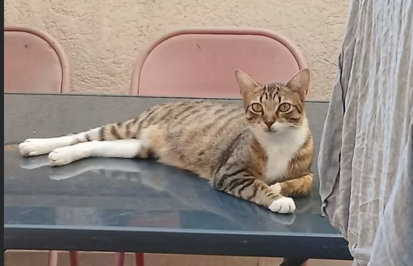 Chat perdu