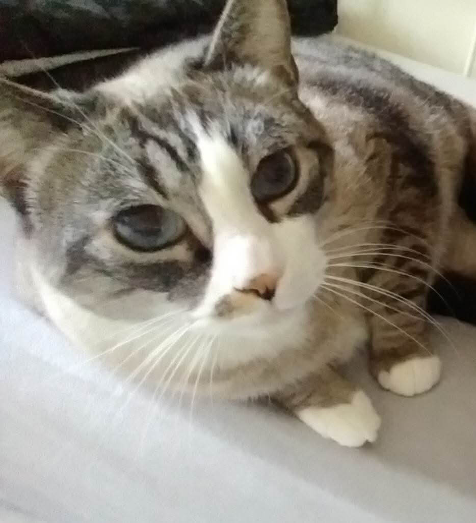 Chat perdu