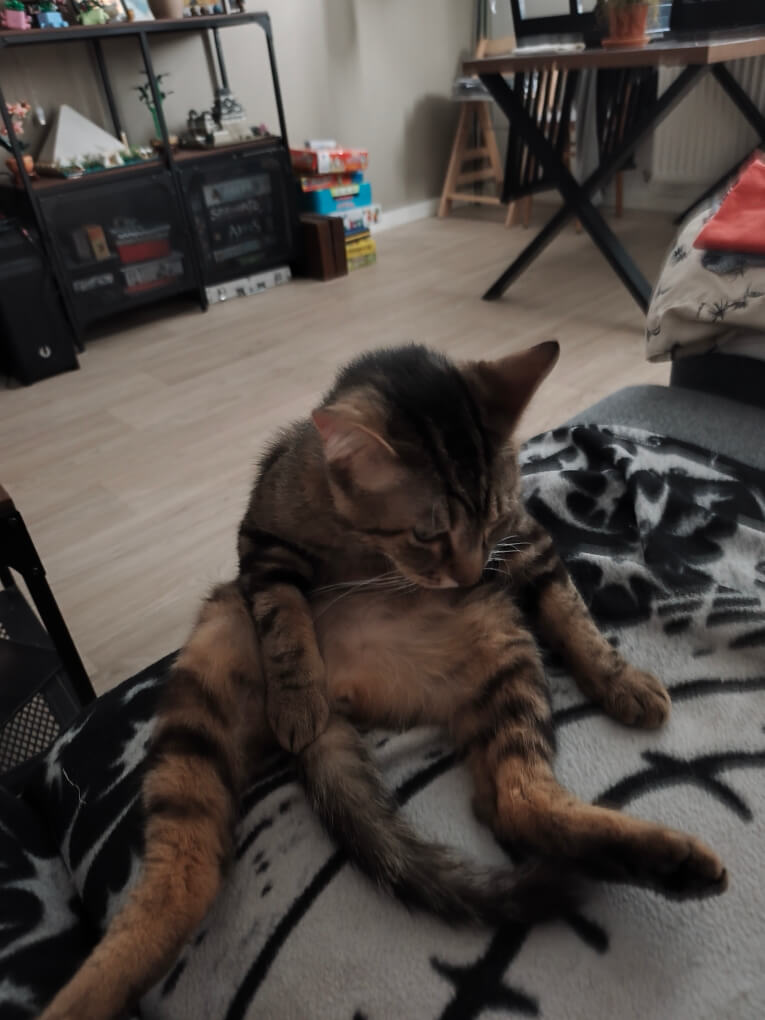 Chat perdu