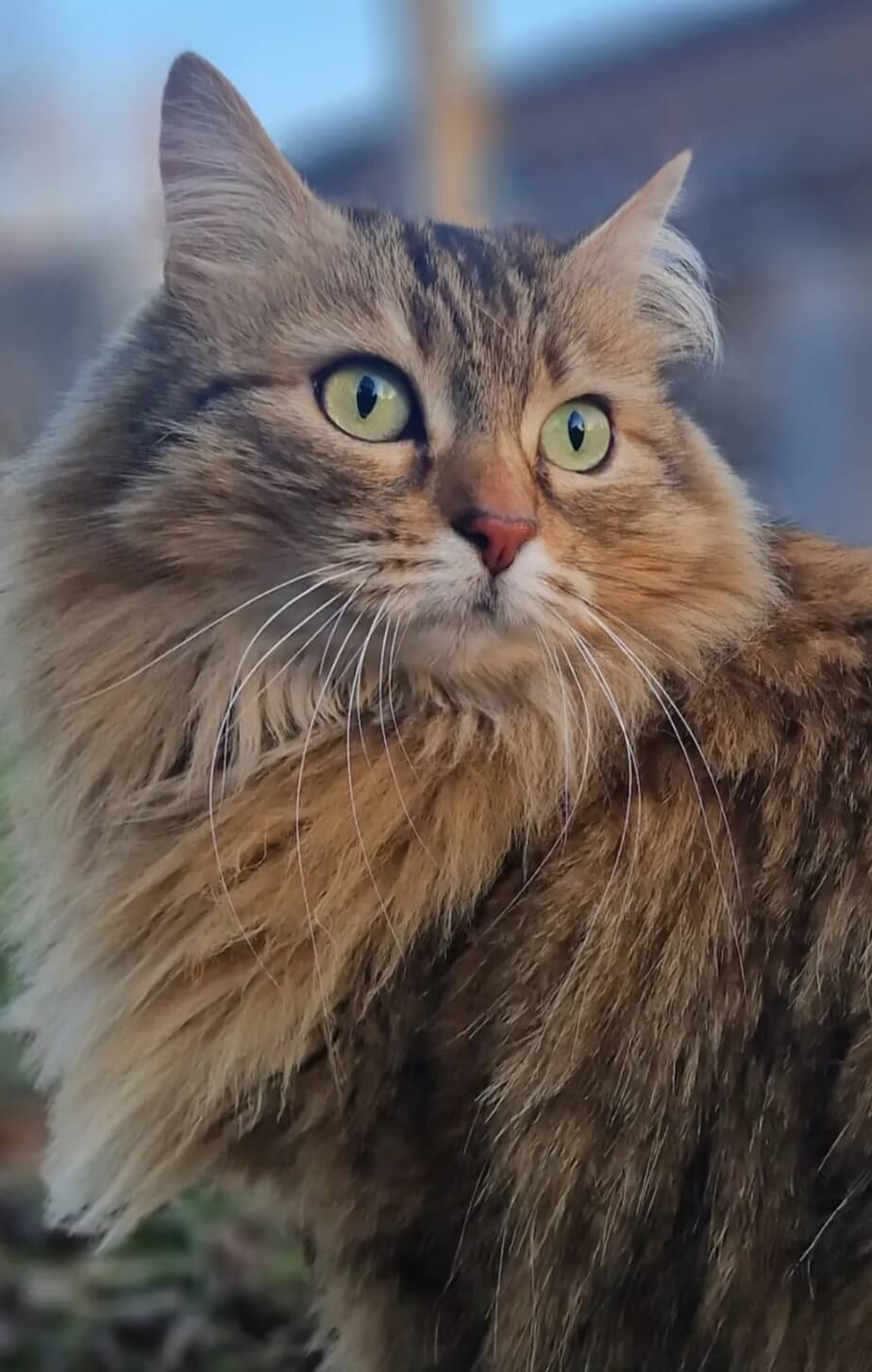 Chat perdu